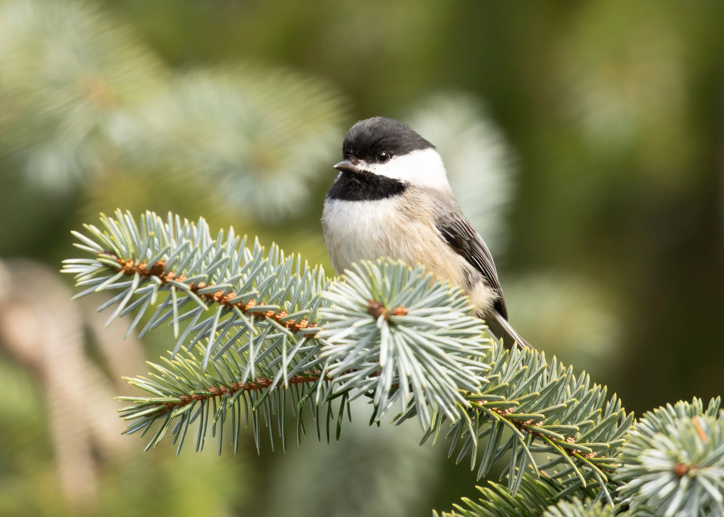 Learning Wildlife Photography Through Practice and Patience