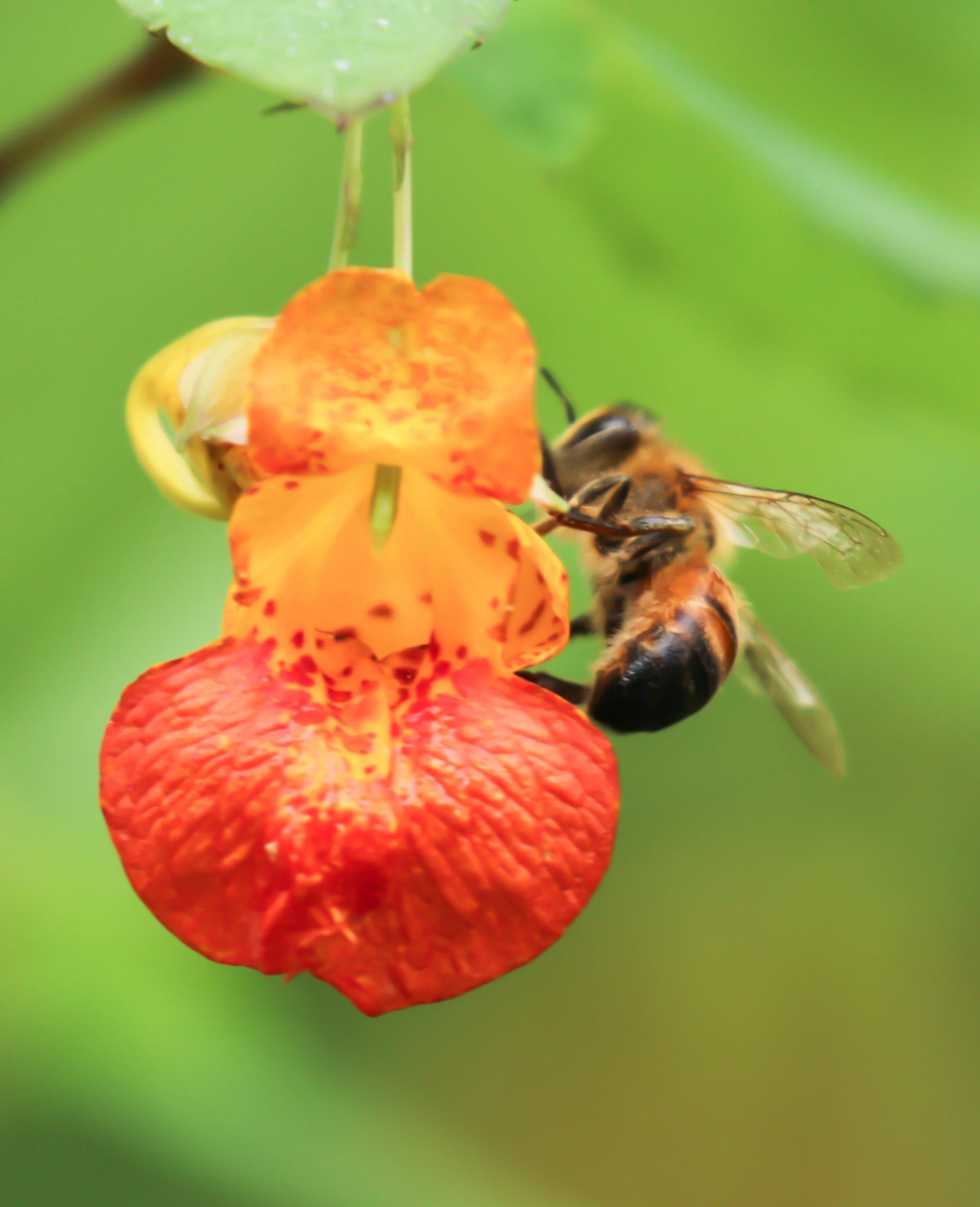 Honey Bee collecting pollen from flower