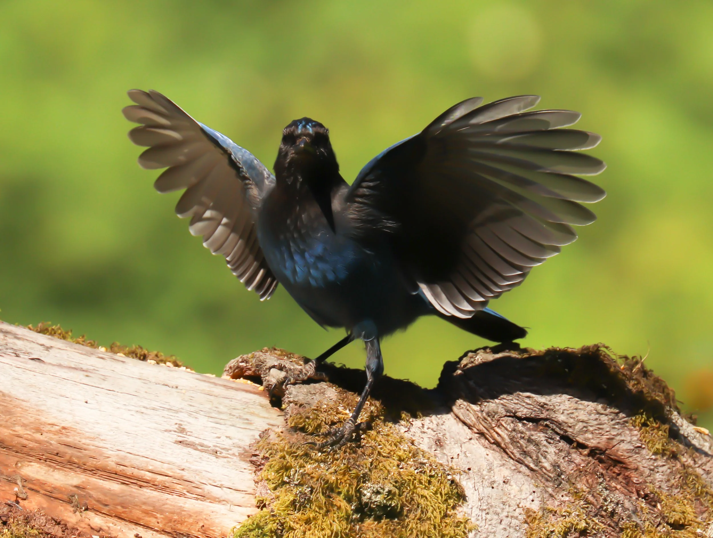 Stellar Jay with wings open