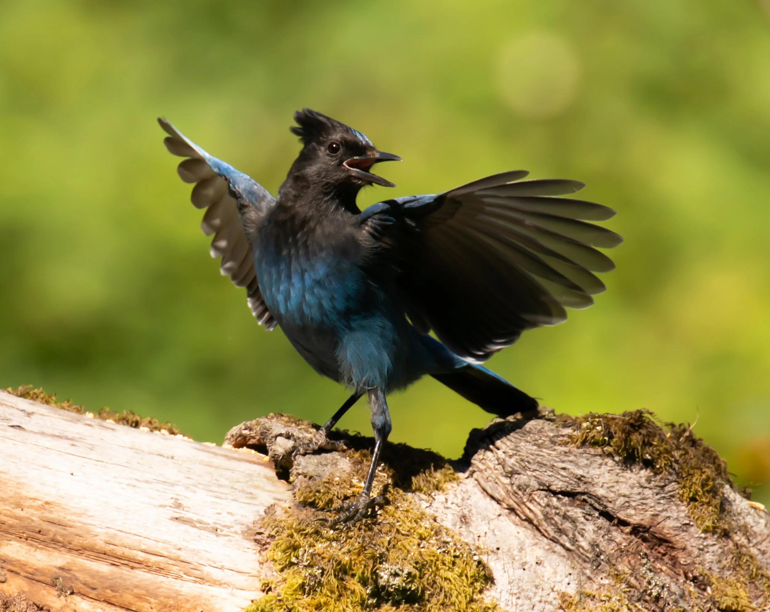 Stellar Jay looking to the right