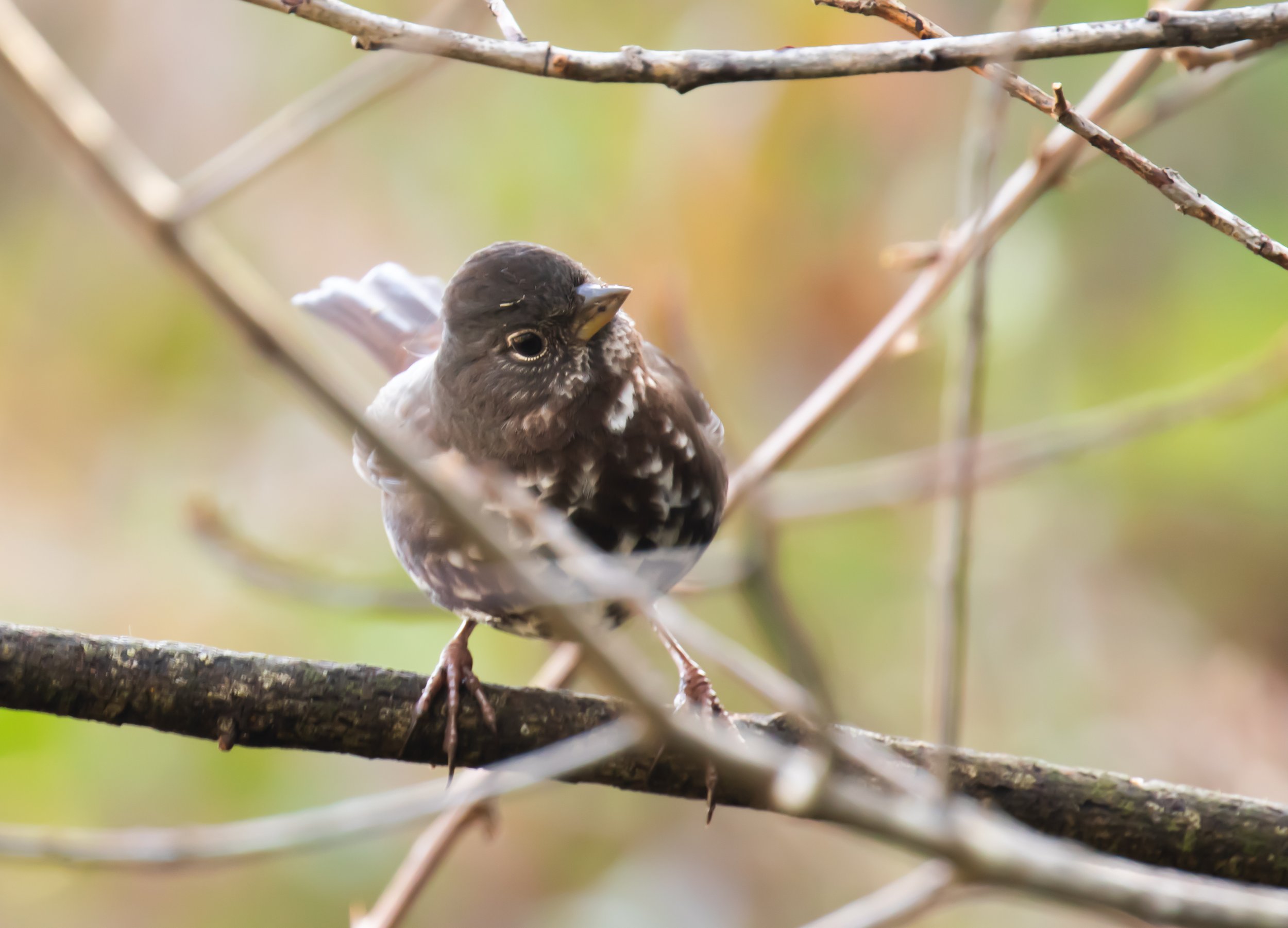 Dark Eyed Junko on branch