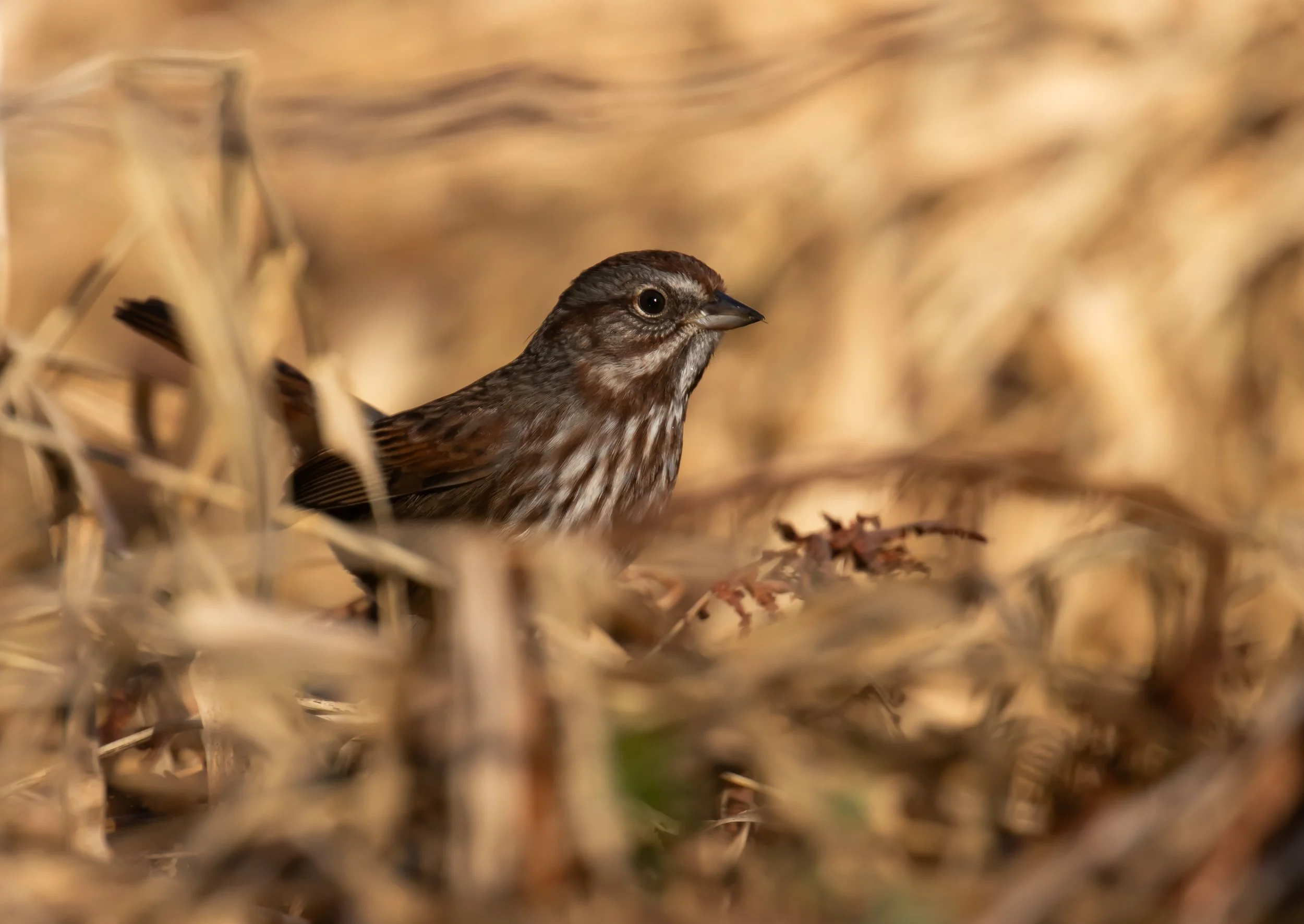Sparrow on the ground
