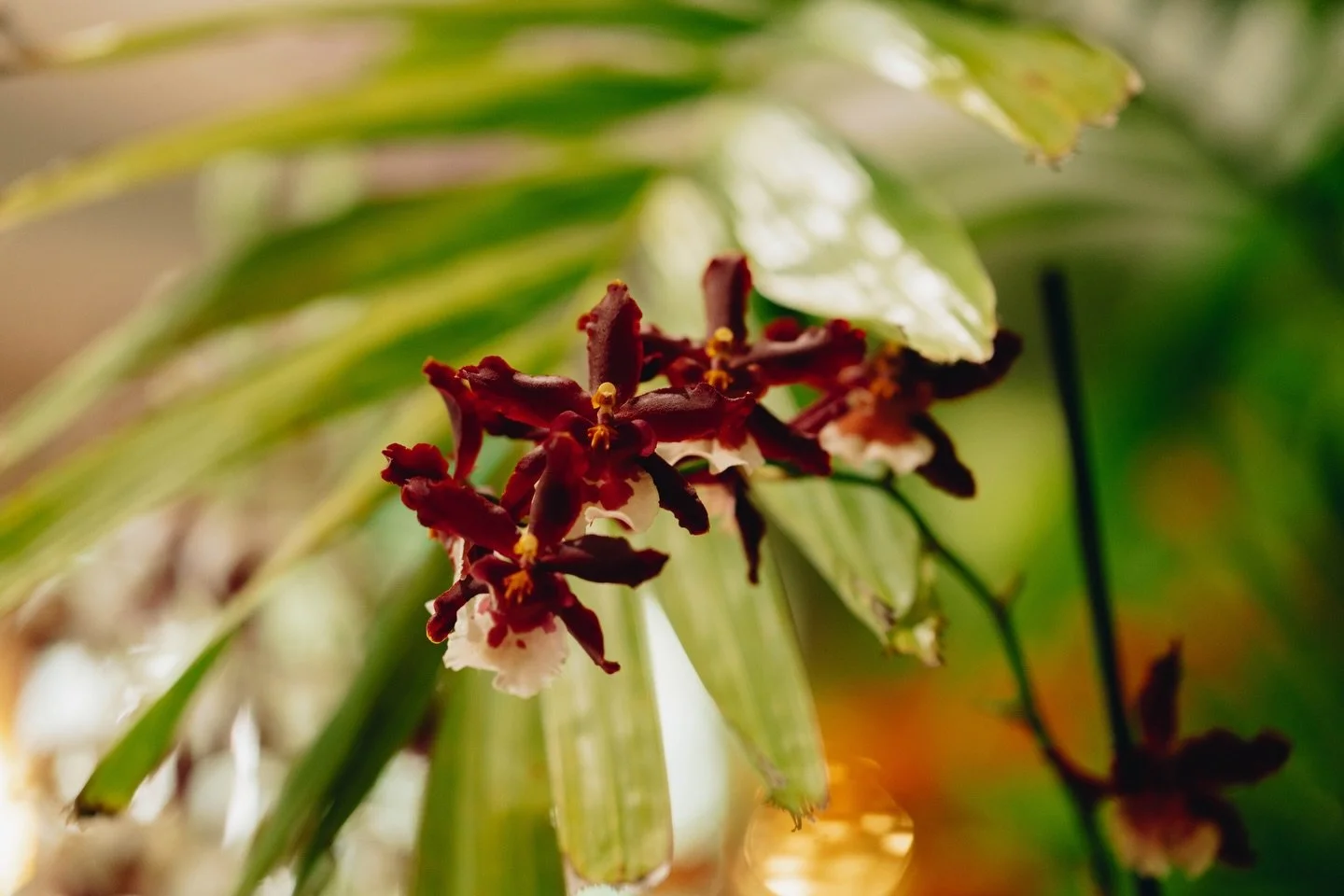 Stunning beauty on full display this weekend at the Fairchild Orchids In Bloom Festival. 😍

#naturephotography 
#orchidworld #fairchildtropicalgarden #orchidphotography #flowerphotography