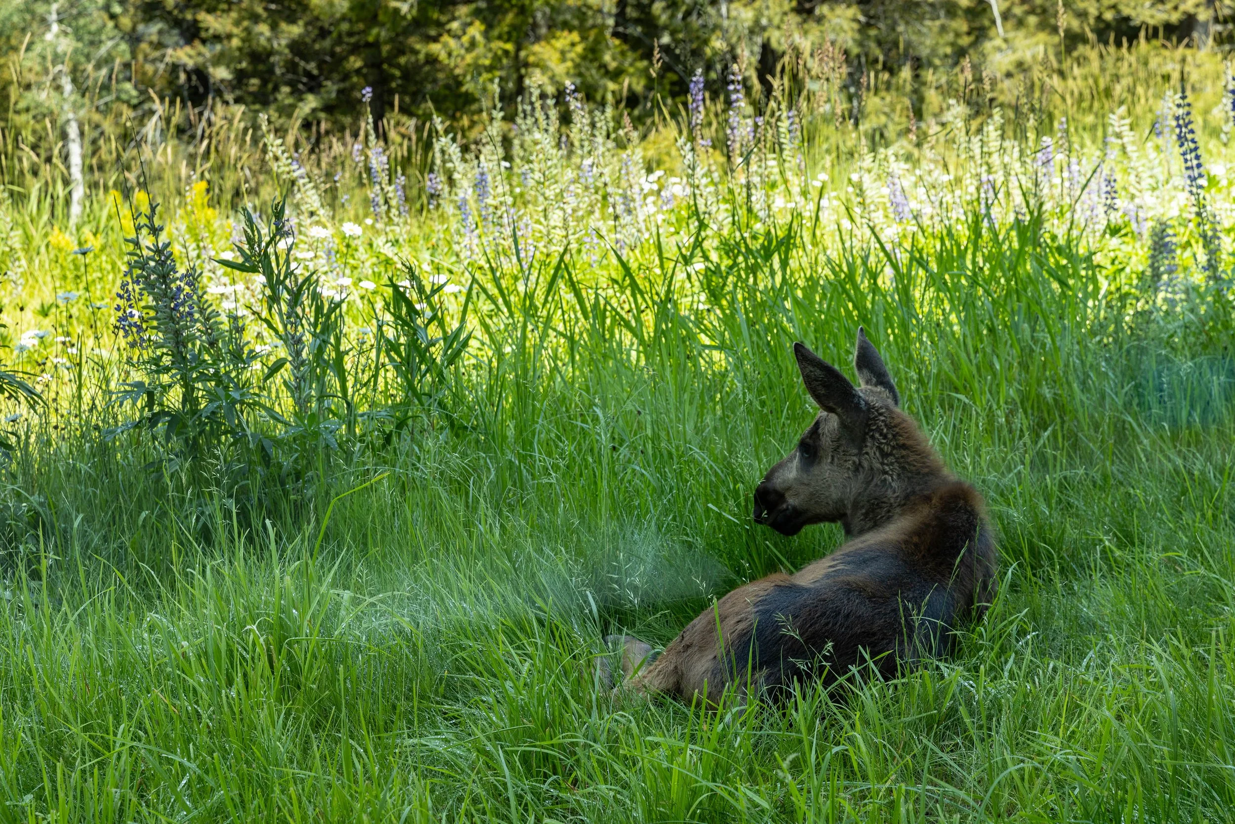 1405 W Hansen Peak HiRes-117.jpg