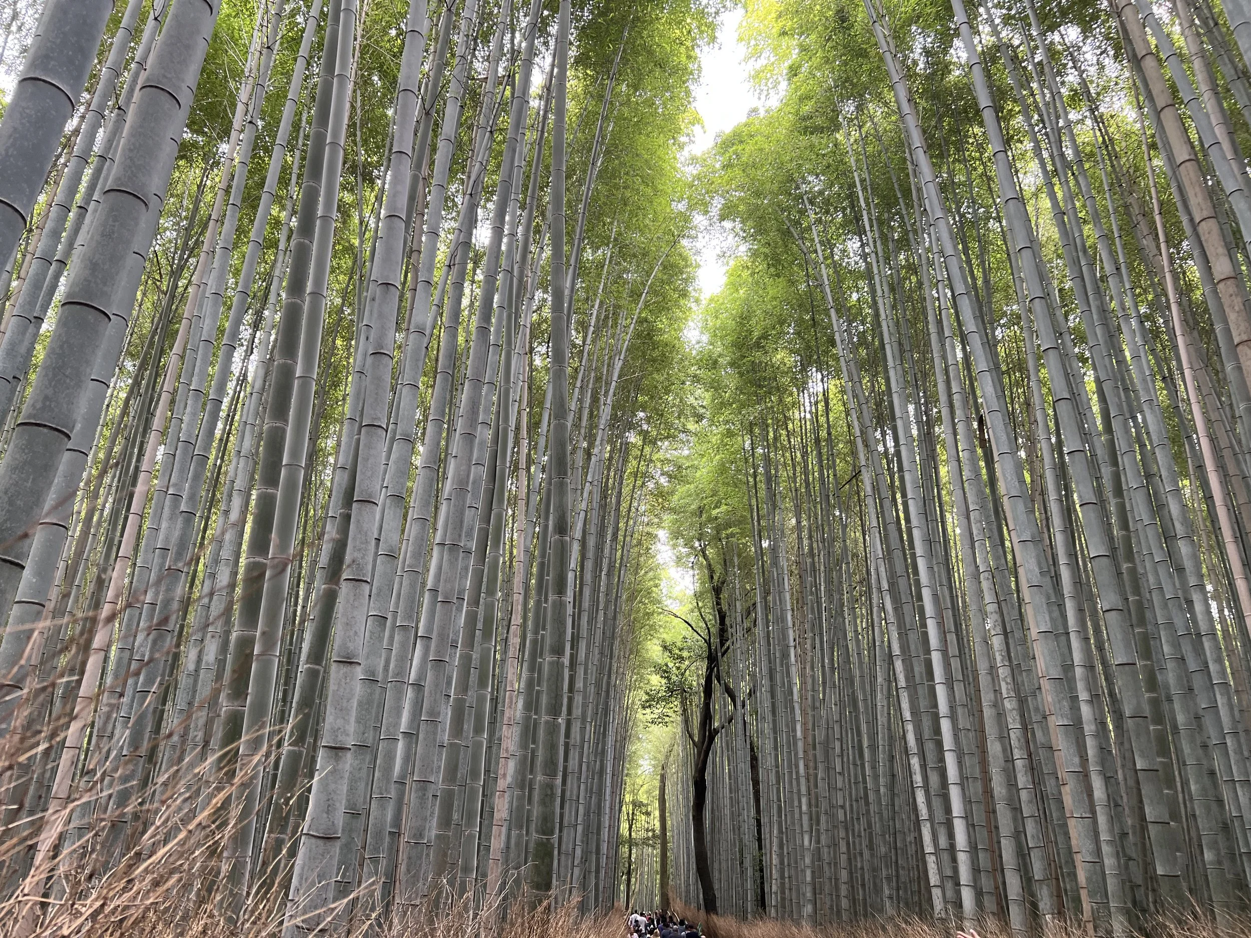 Tall bamboo forest with green leaves at the top