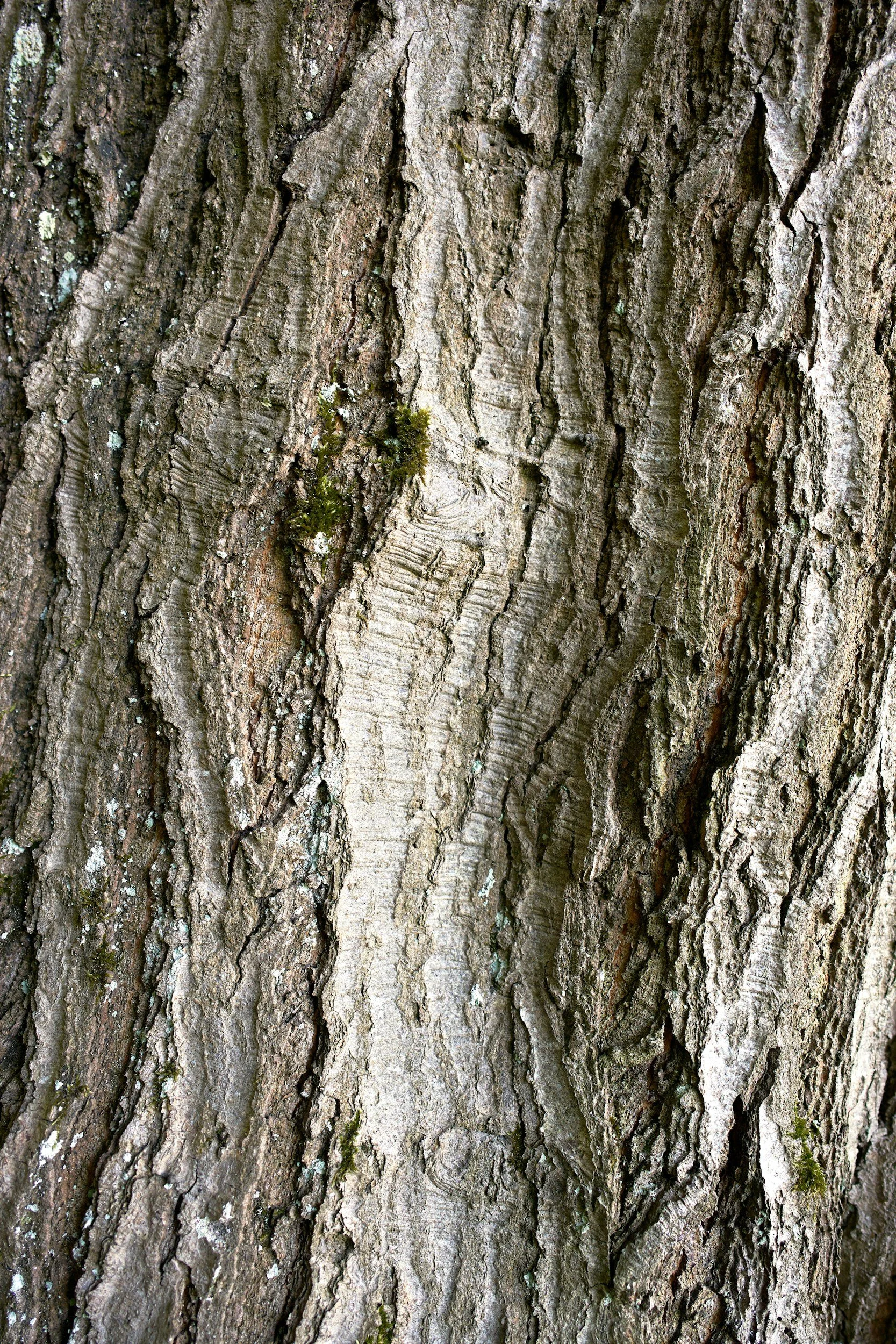 Pycnogenol for Ear Ringing (Tinnitus), Hearing Loss &amp; ADHD