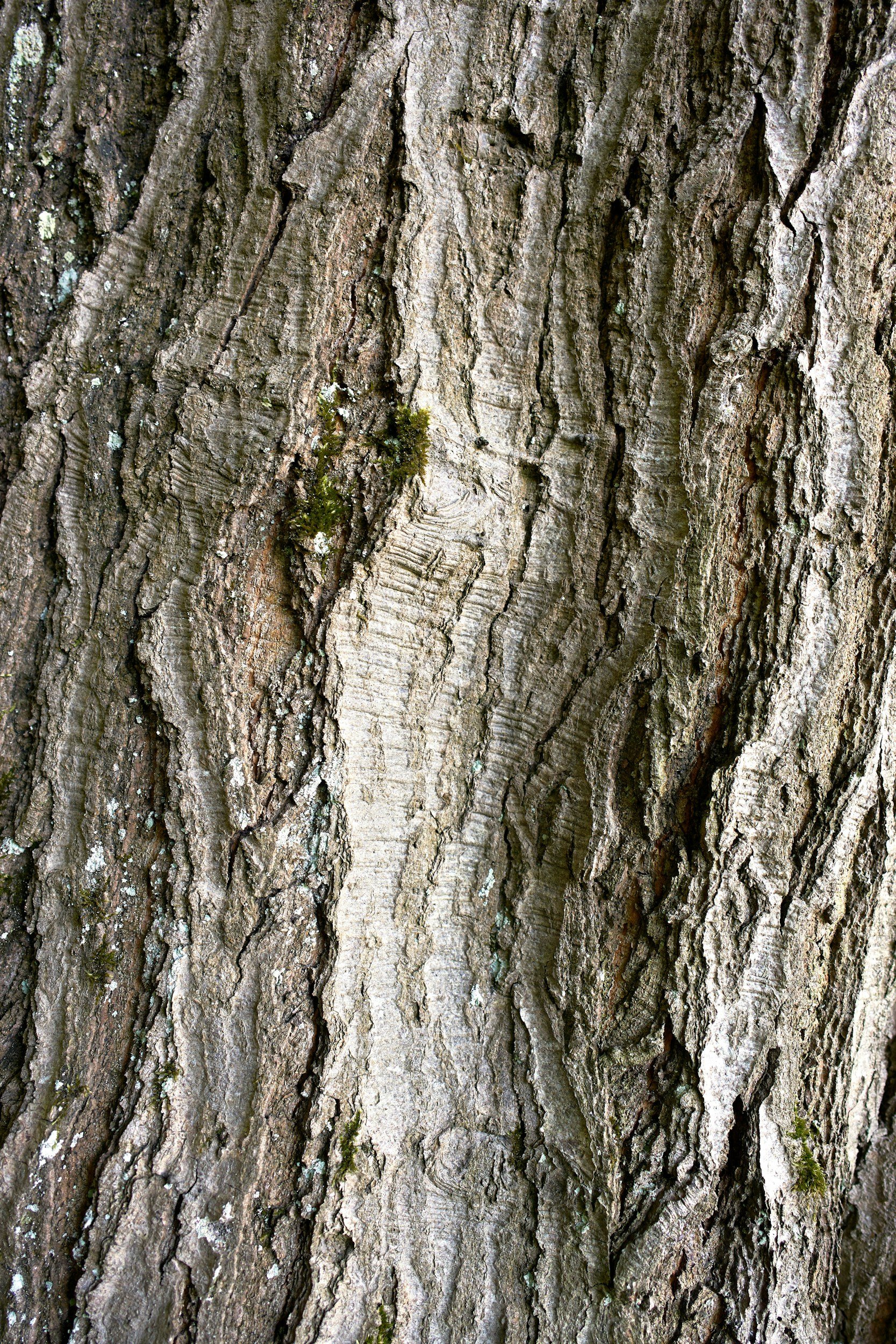 Pycnogenol French maritime pine bark extract