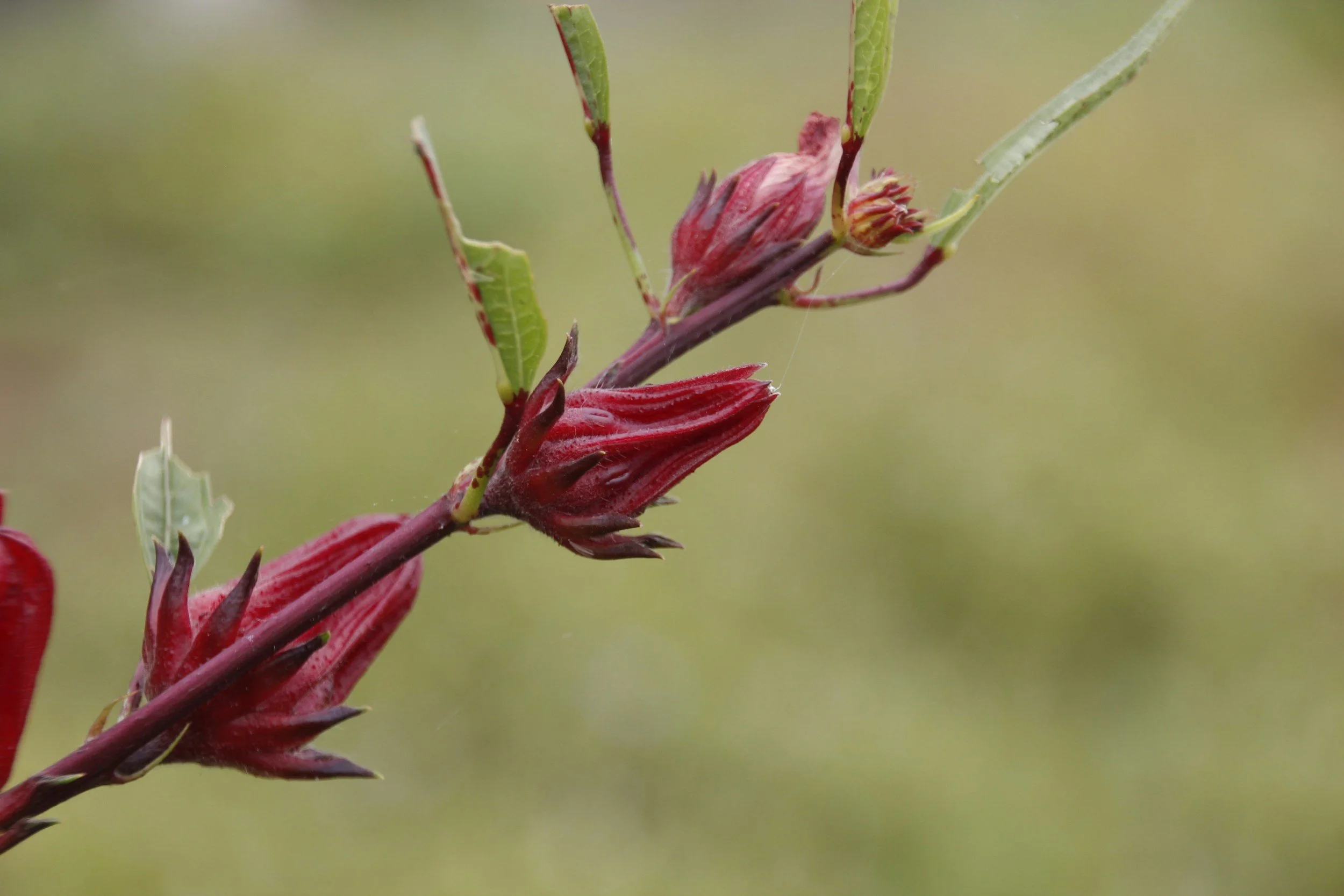 Hibiscus sabdariffa for High Blood Pressure