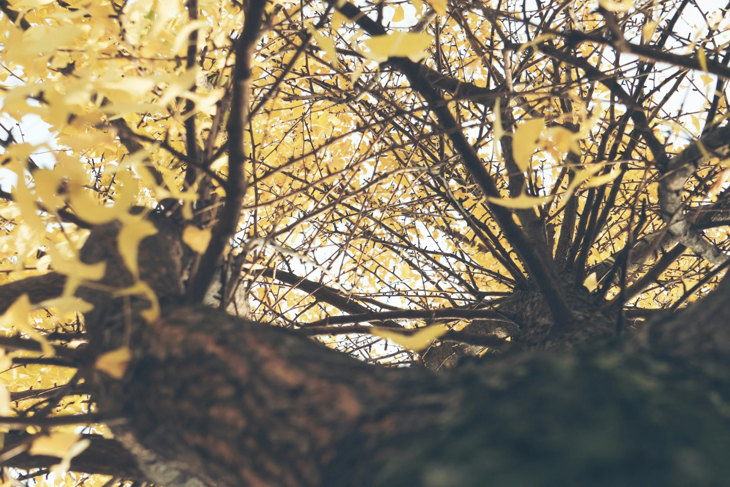 Gingko Biloba for Dementia, Tardive Dyskinesia and Tinnitus