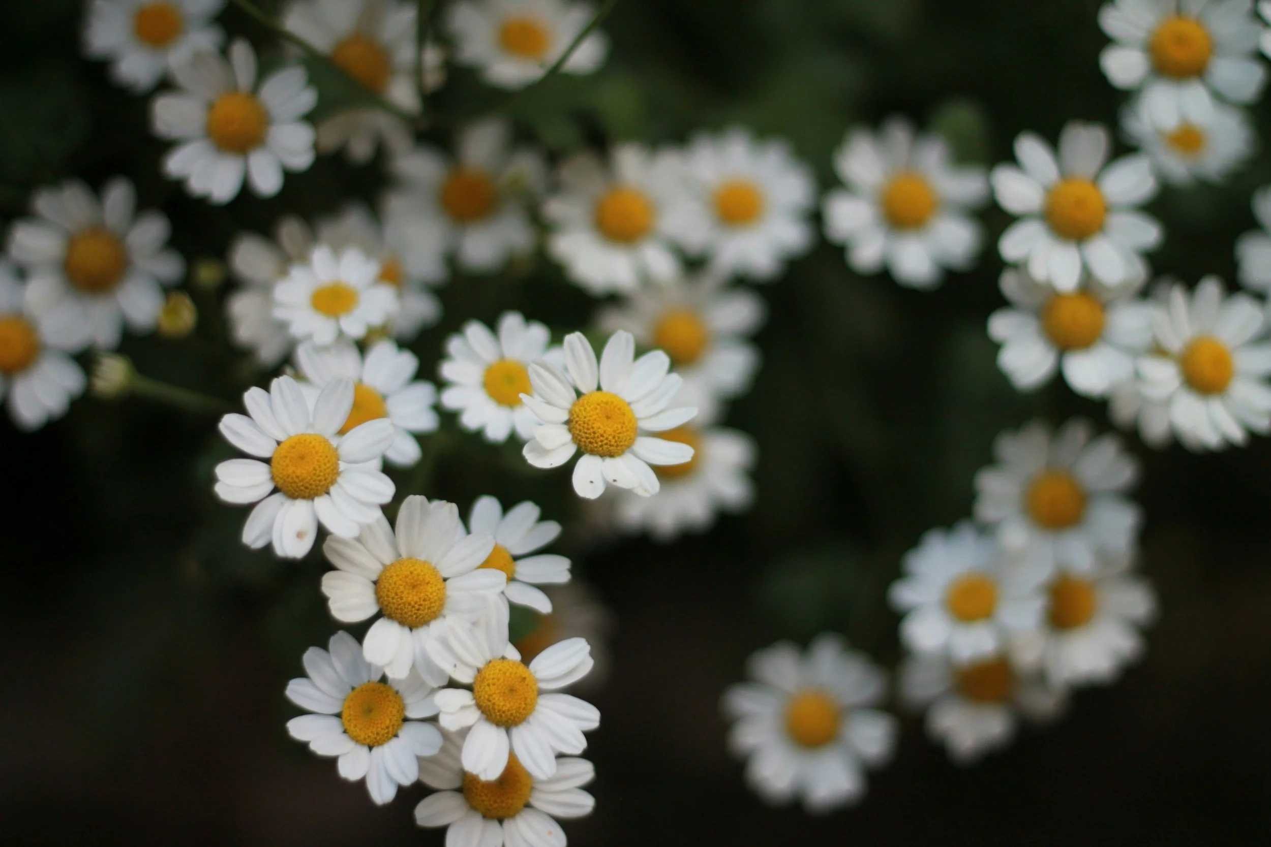 Topical Chamomile for Diabetic Neuropathy and Carpal Tunnel