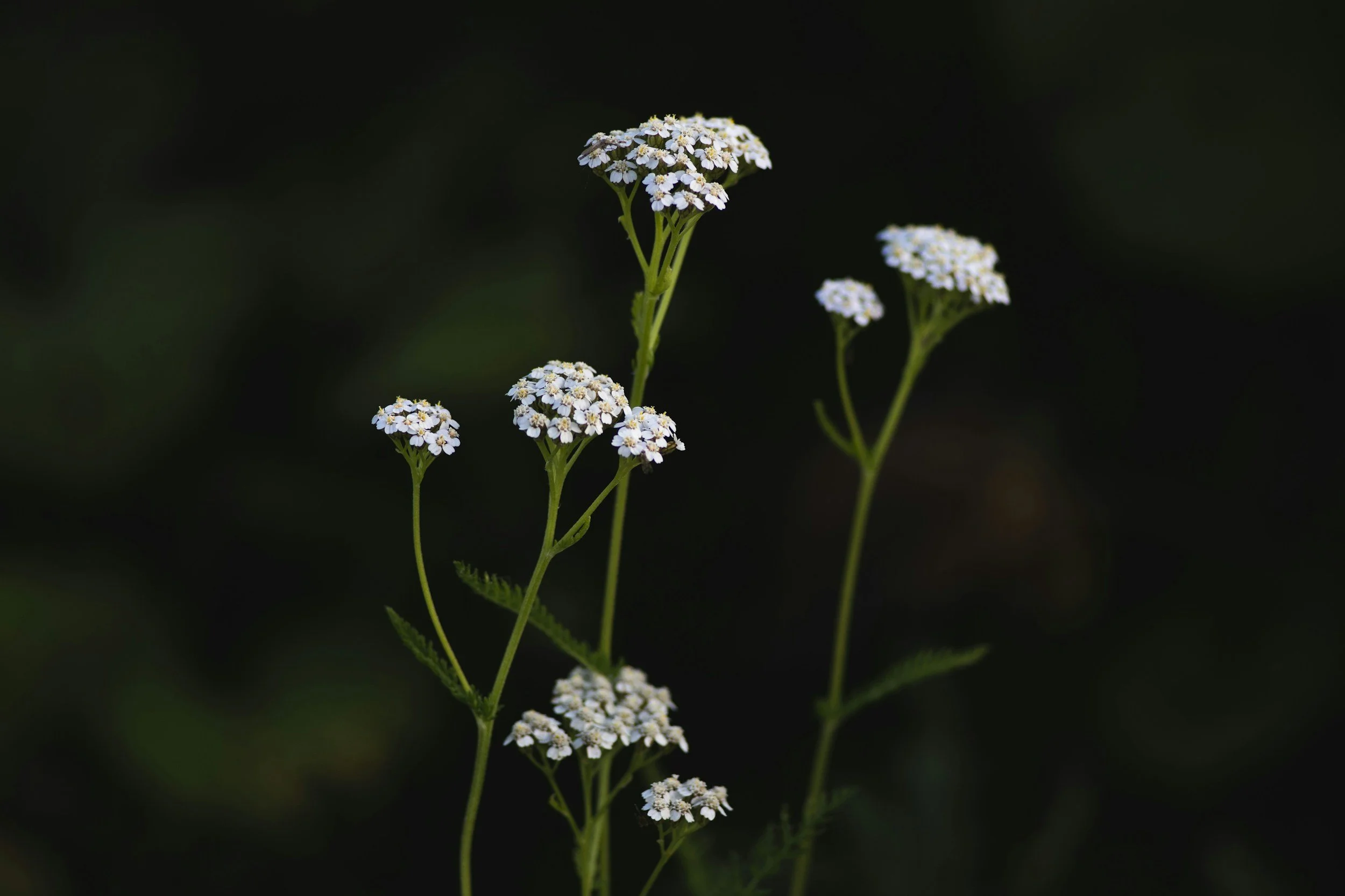Yarrow may help with relapsing remitting multiple sclerosis