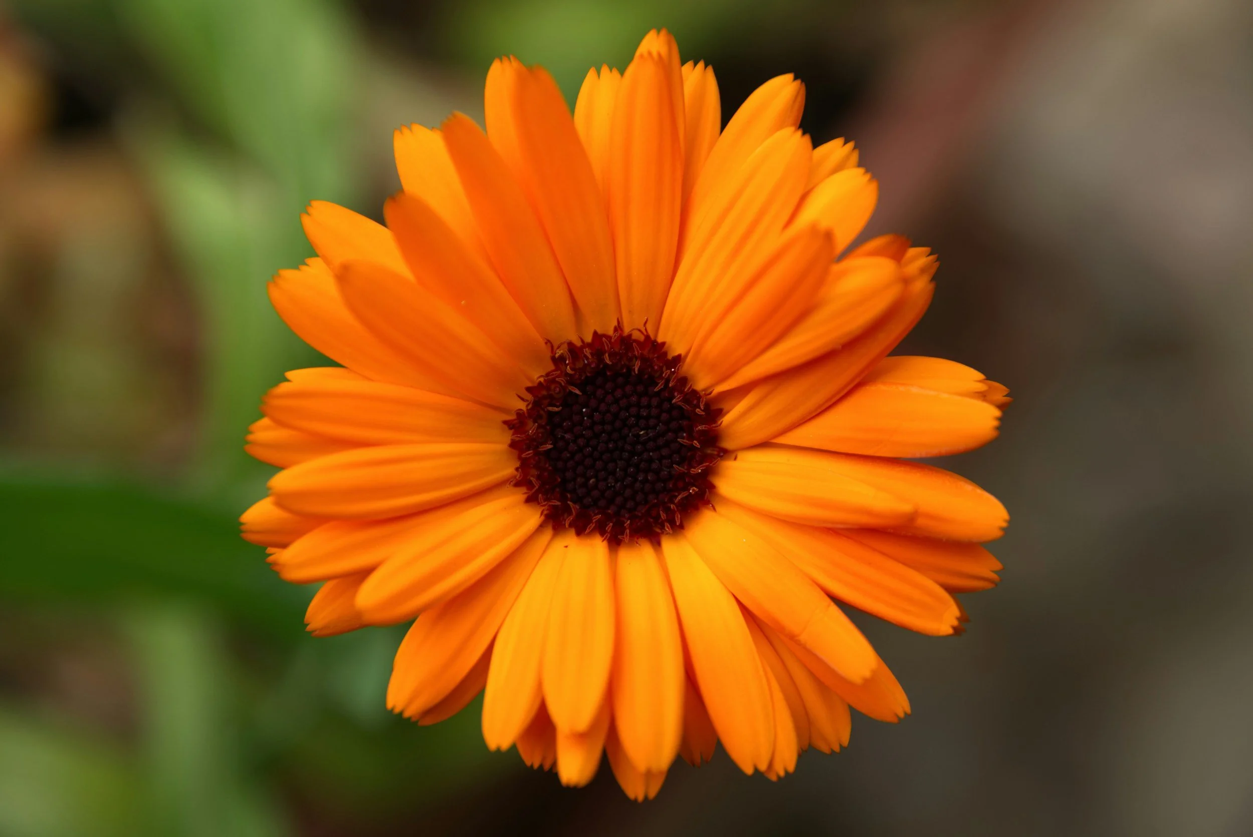 Calendula may improve wound healing and may help with contact dermatitis