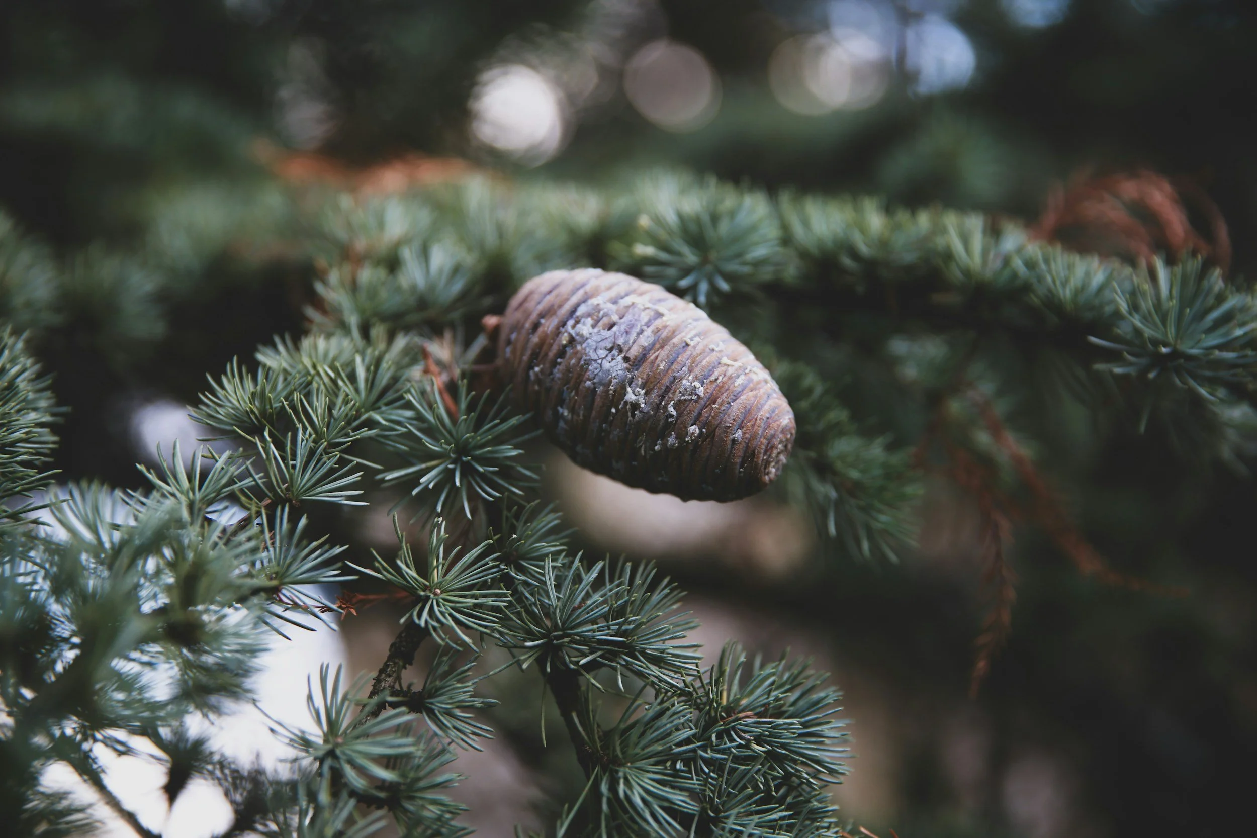 Cedarwood may improve alopecia areata with other essential oils