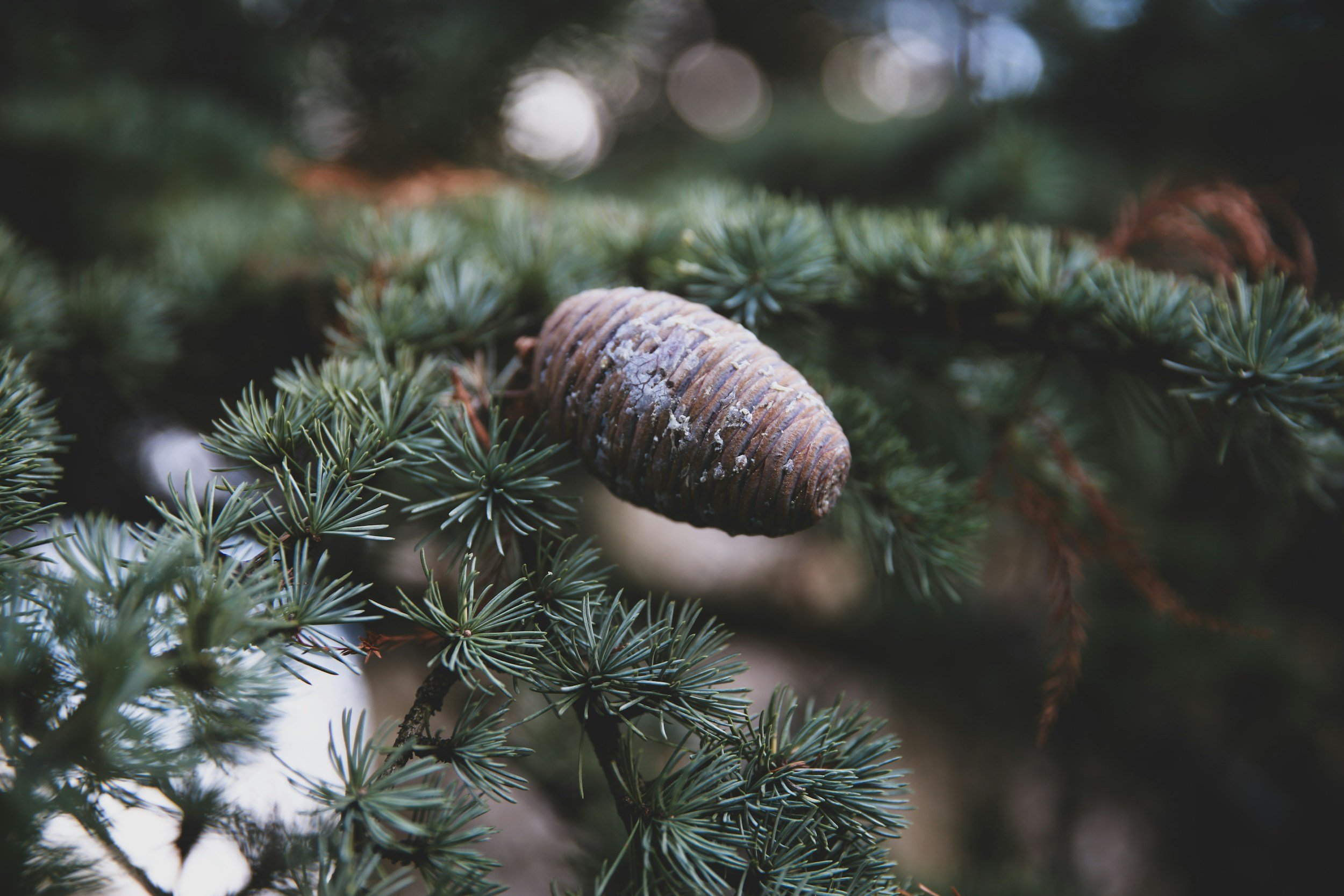 Thyme, Rosemary, Lavender &amp; Cedarwood for Alopecia Areata