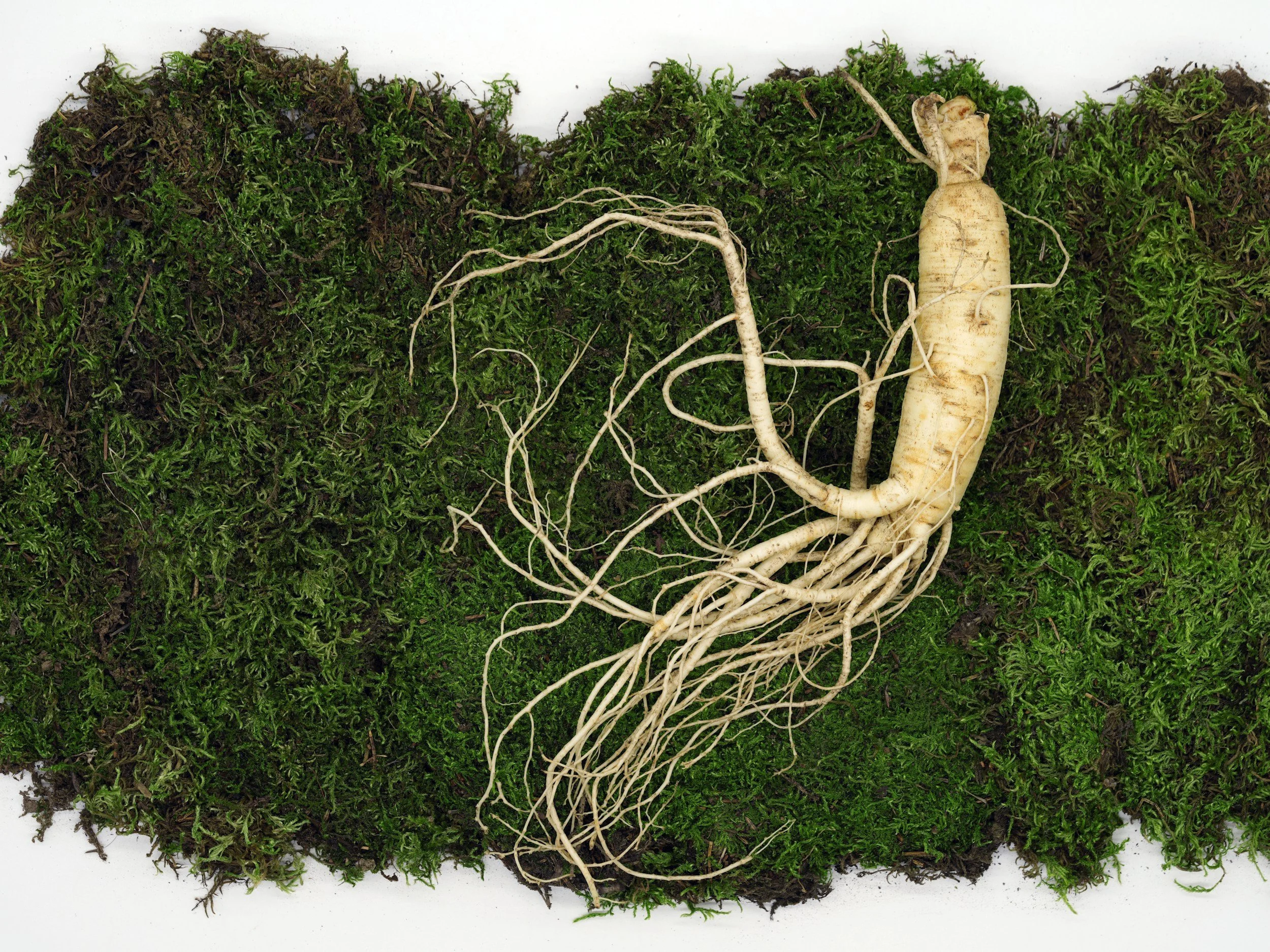 Korean red ginseng may improve cancer-related fatigue