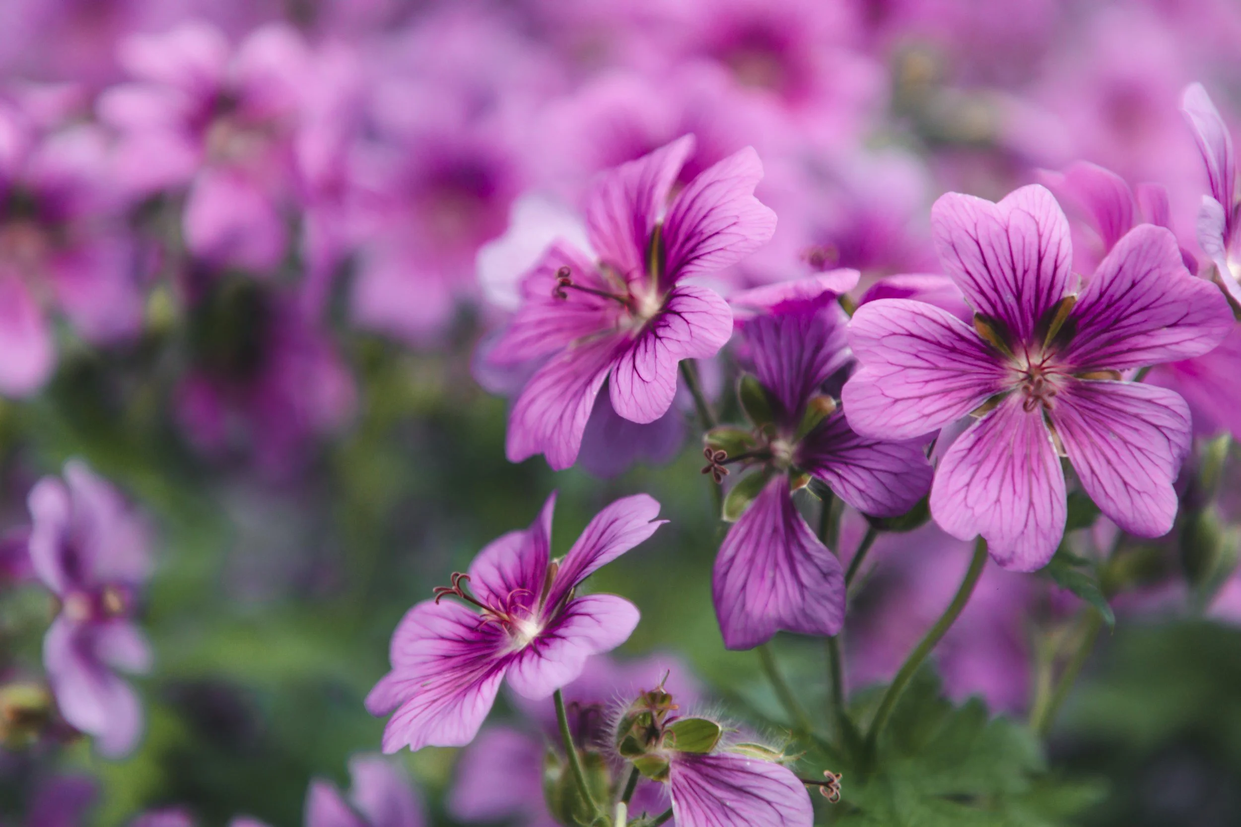 Rose geranium may improve nasal infections or nasal vestibulitis