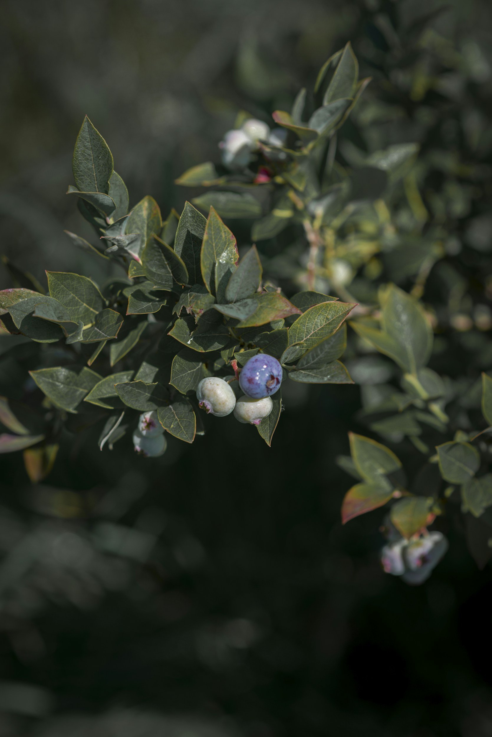 Bilberry may improve wrinkles