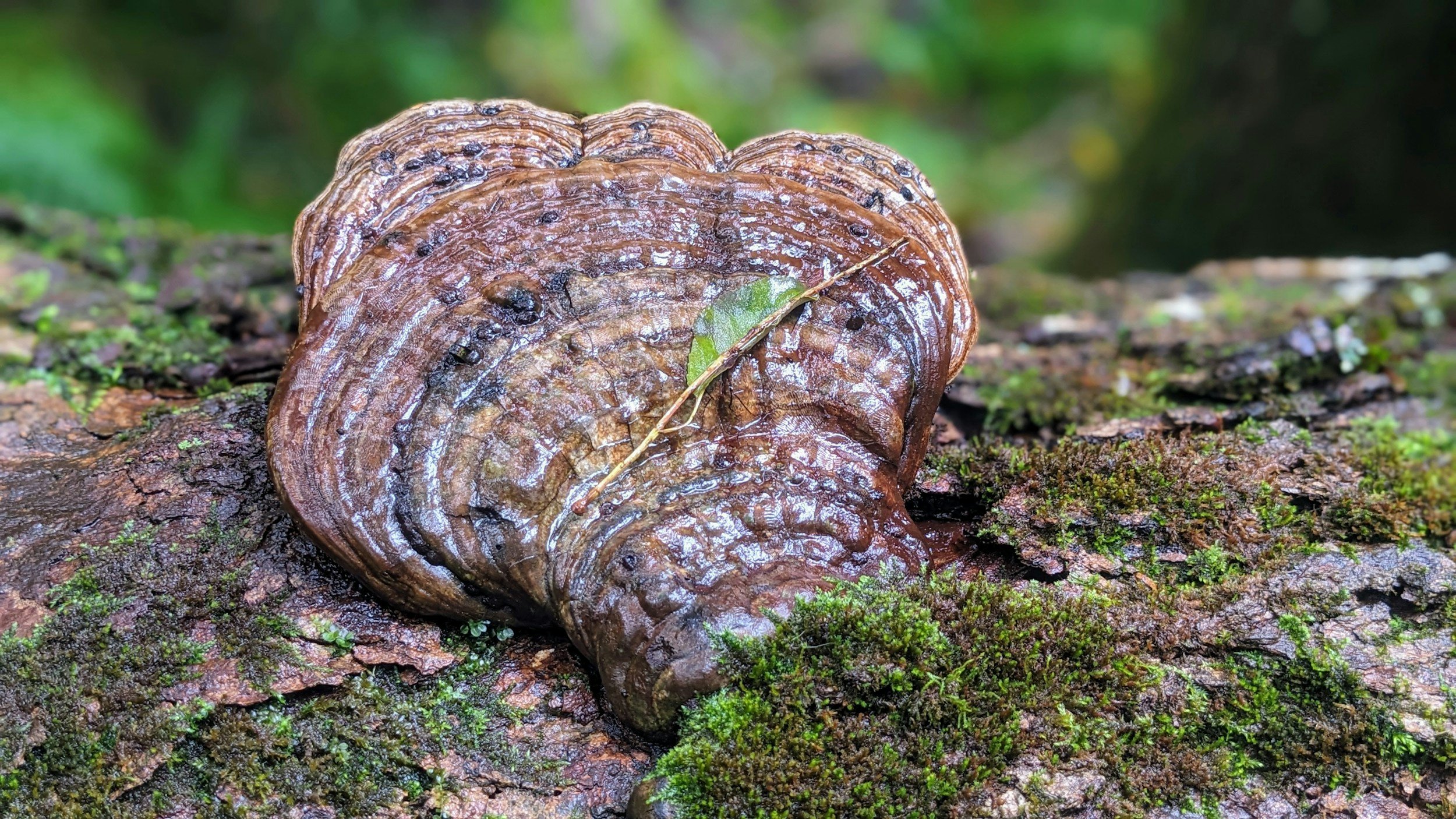 Reishi mushroom may help reduce precancerous colorectal adenomas