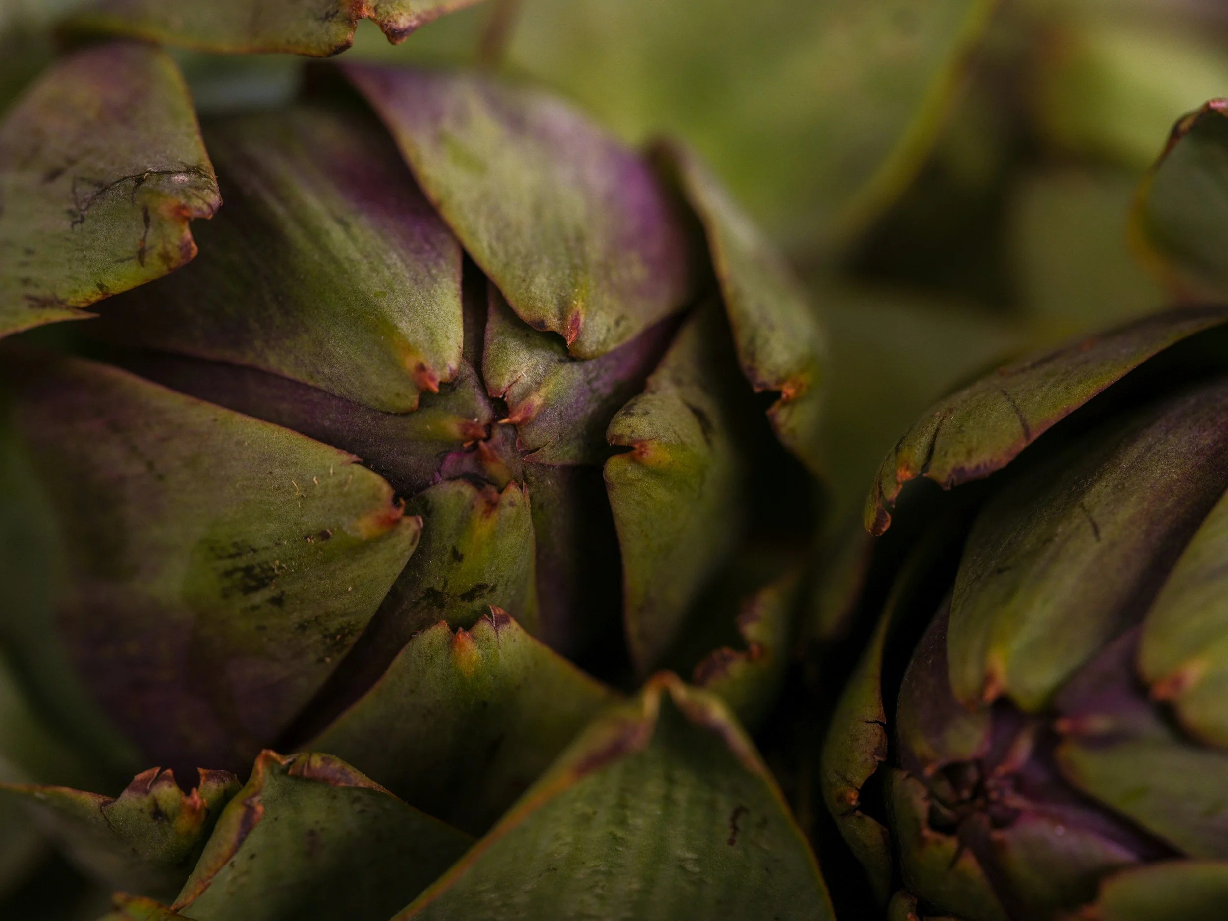 Artichoke Leaf for Indigestion &amp; Bloating