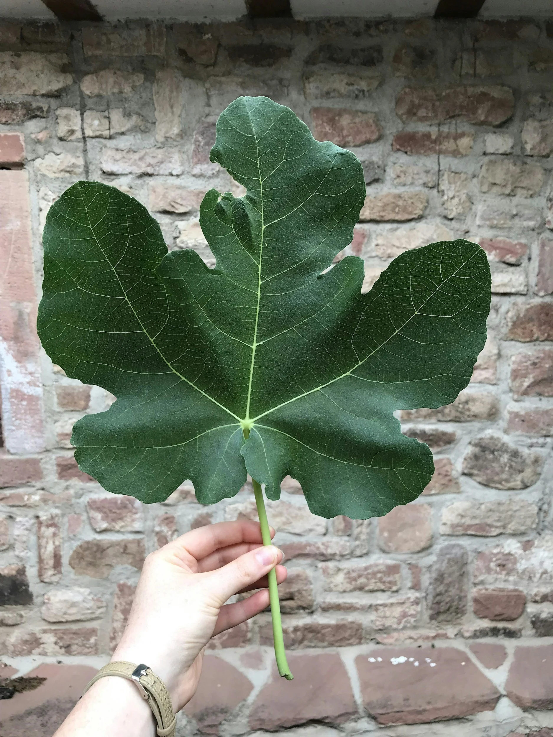 Fig leaf may help treat dermatitis