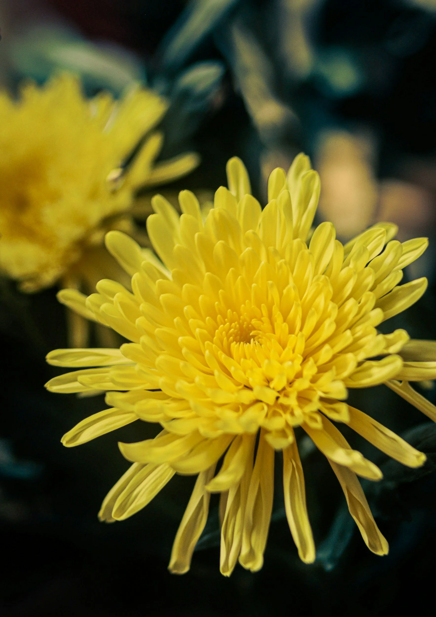 Chrysanthemum for Rosacea