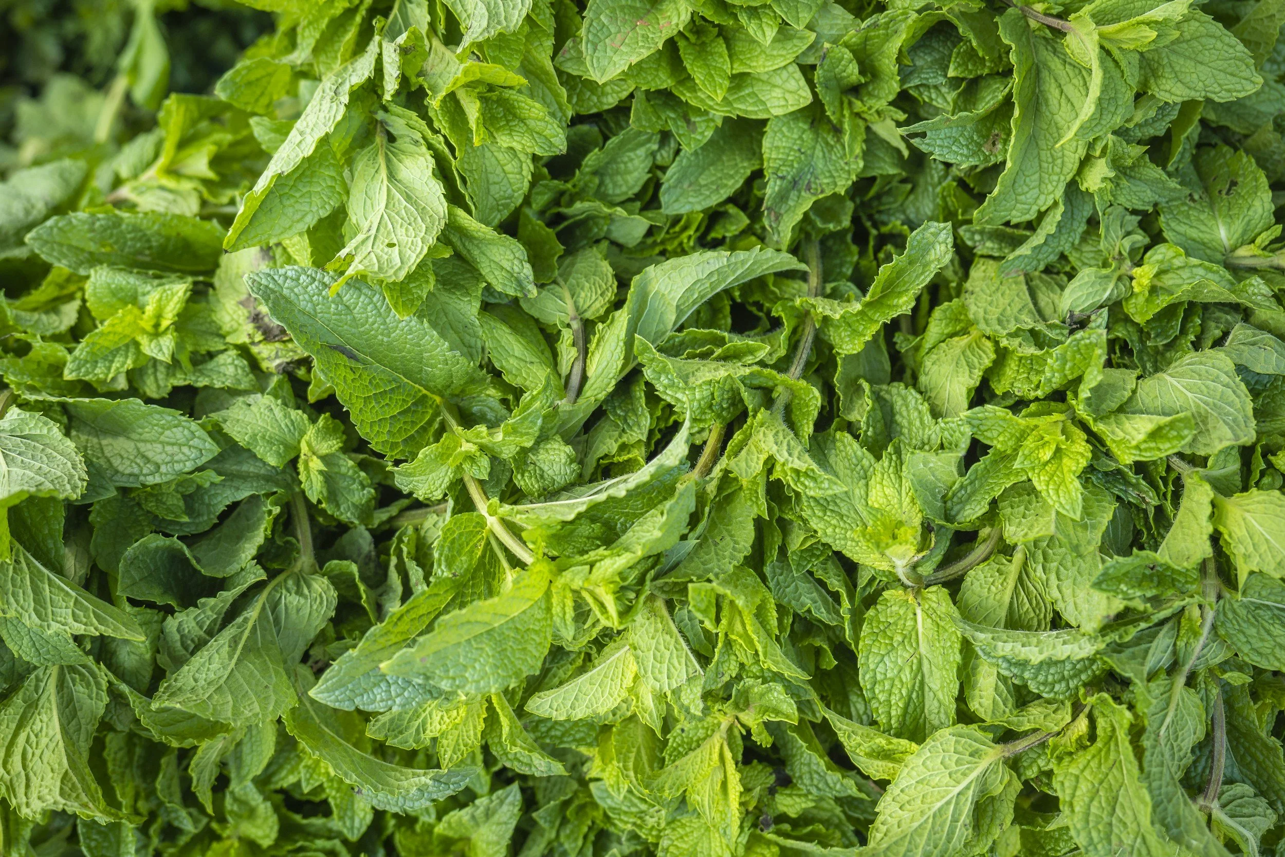 Spearmint may improve hormone levels in polycystic ovarian syndrome