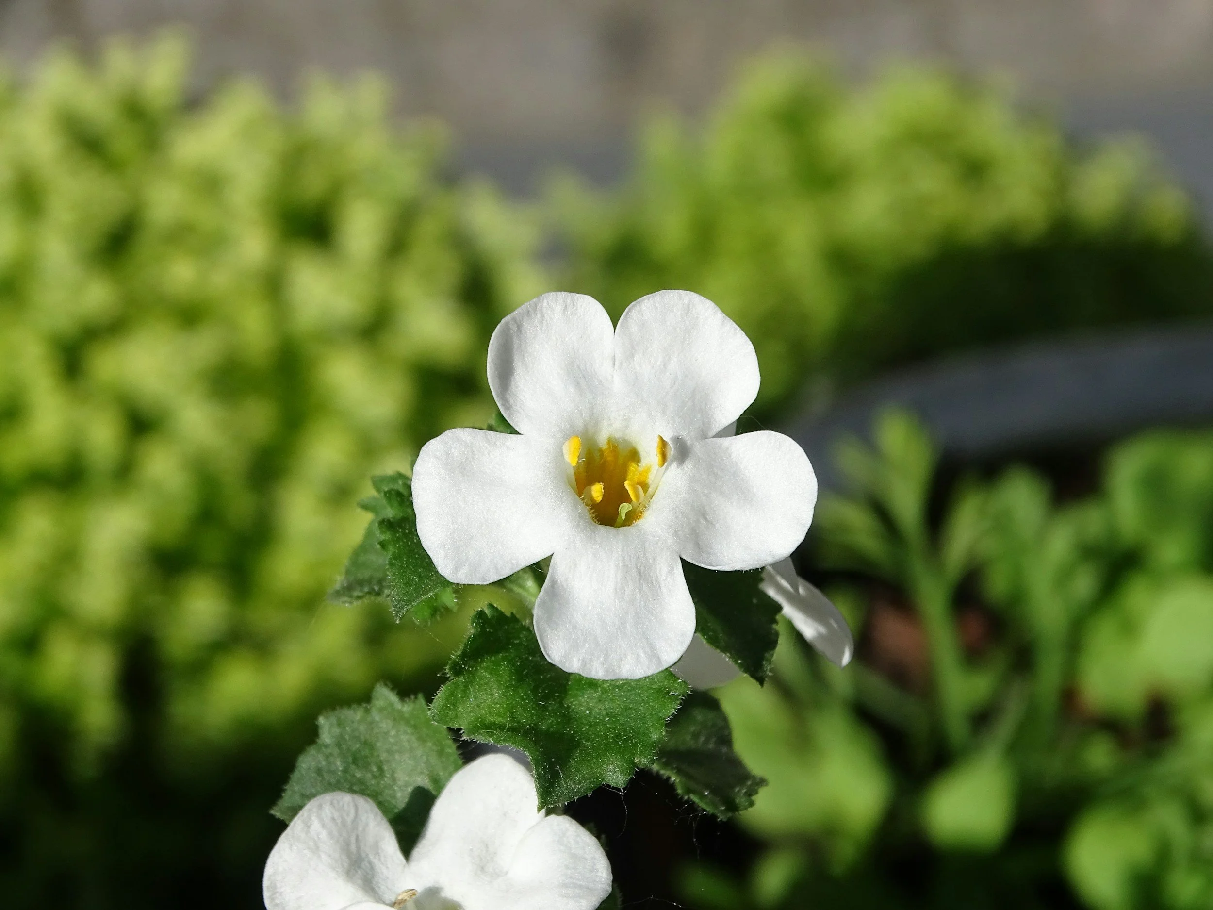 Bacopa may improve memory