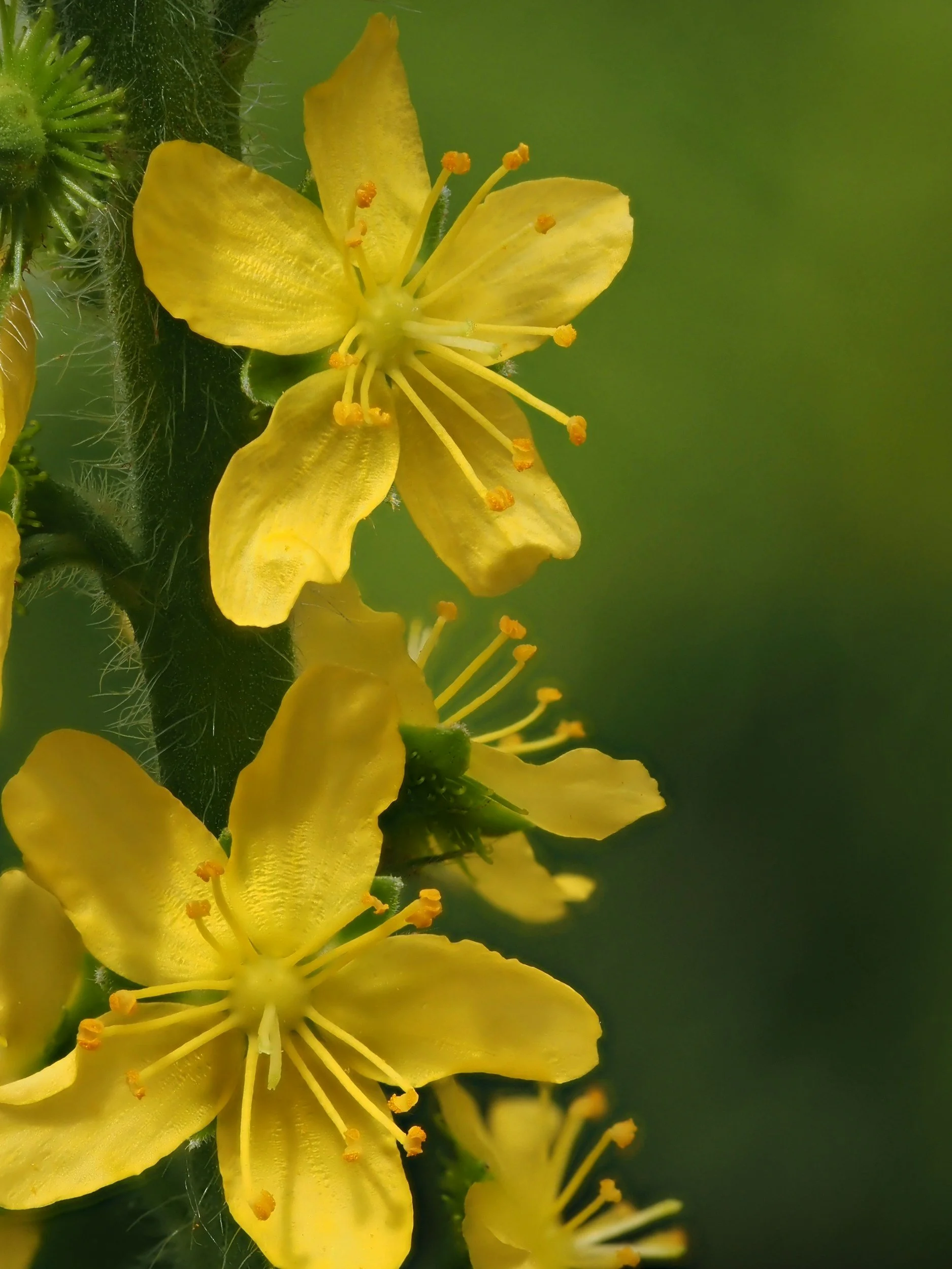 Agrimony for Liver Health