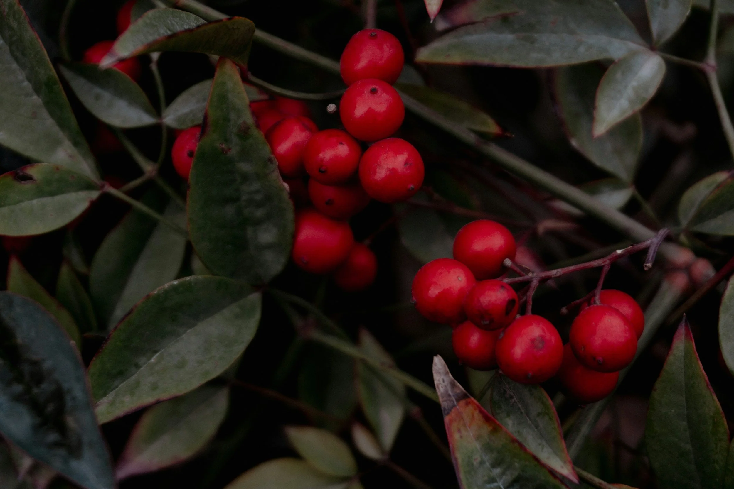 Butcher’s Broom for Chronic Venous Insufficiency