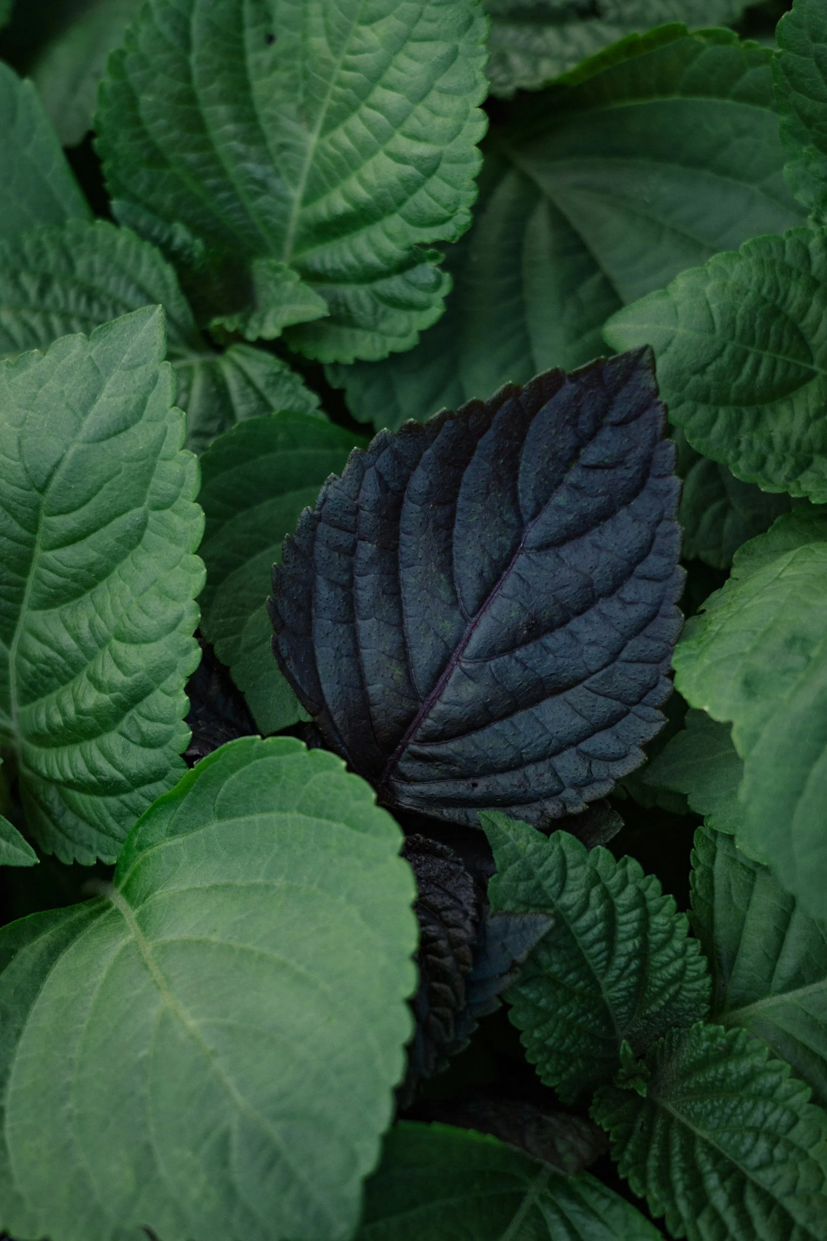 Perilla may help improve memory