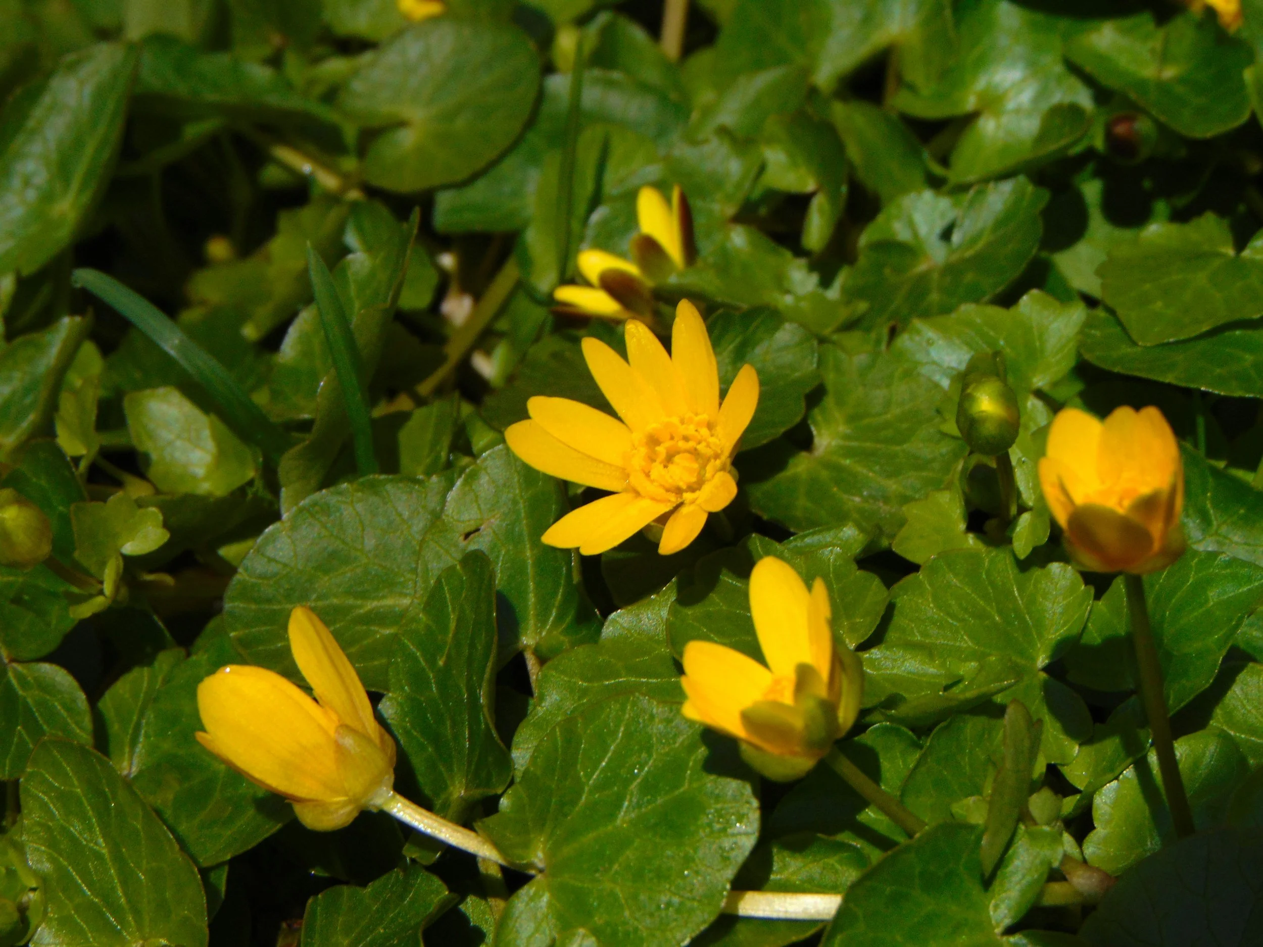 Celandine may improve bile flow and biliary tract function