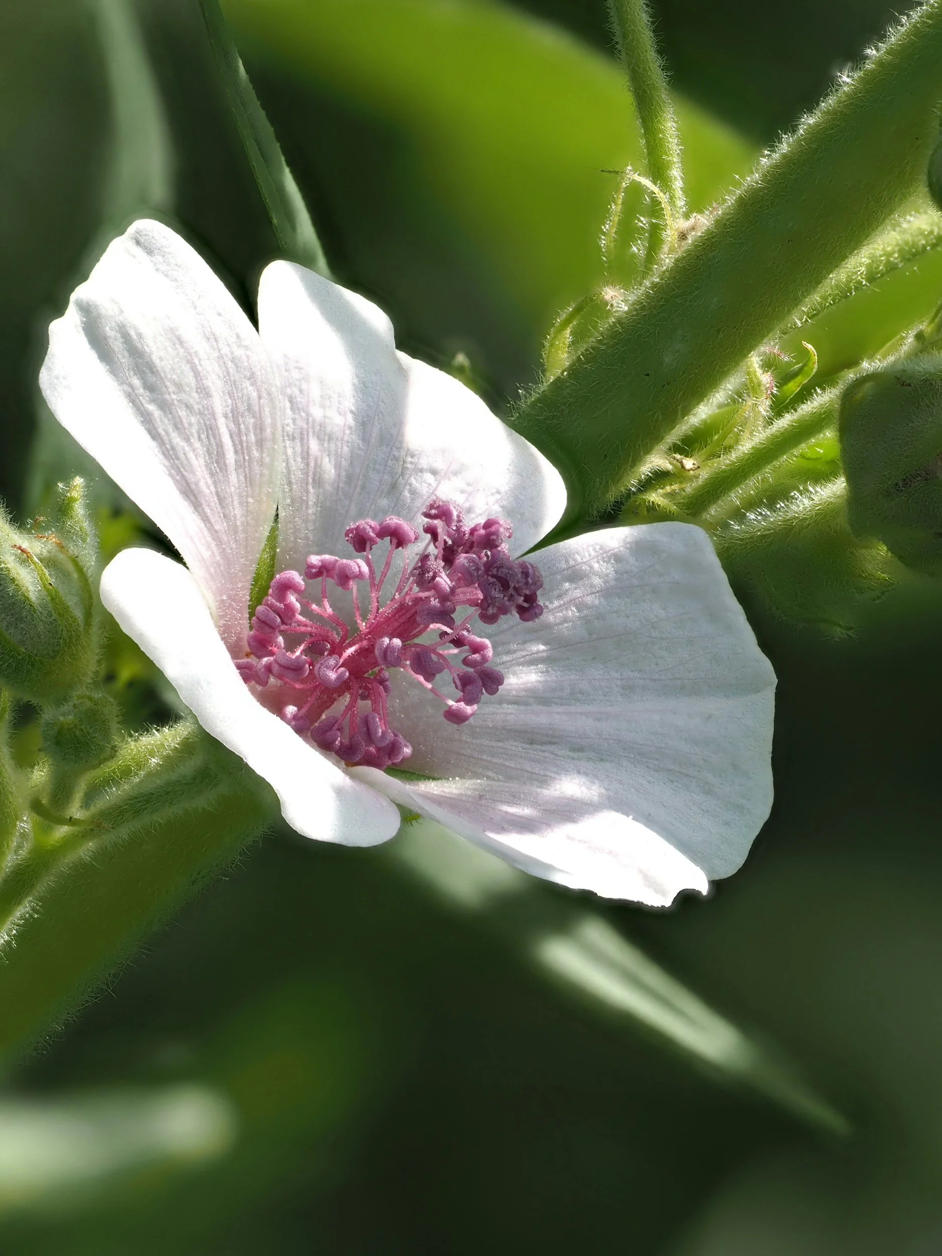 Topical marshmallow may improve symptoms associated with vulvovaginal candida