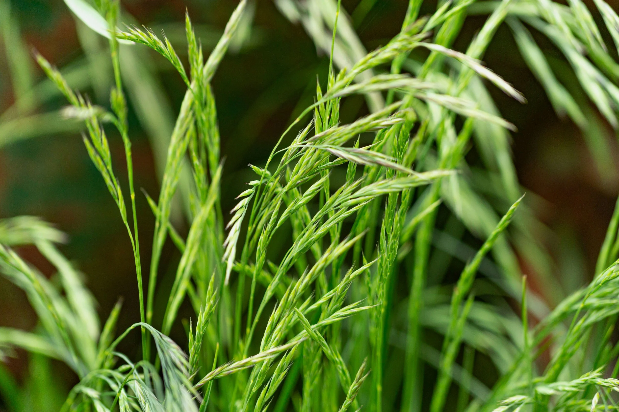 Couch grass may improve kidney stones