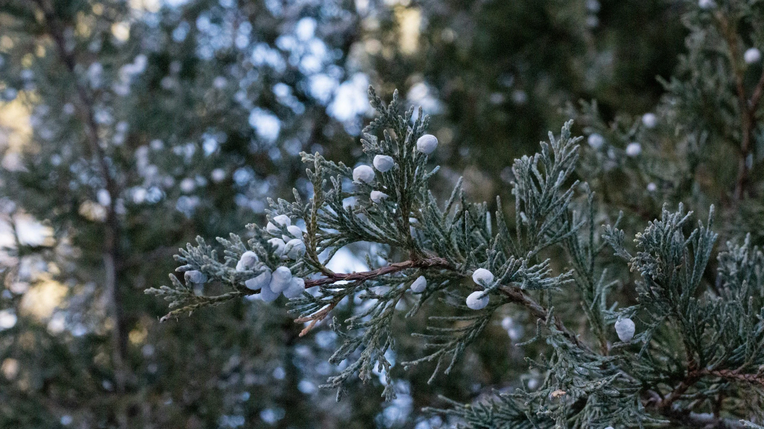 Juniper Berries for Functional Dyspepsia