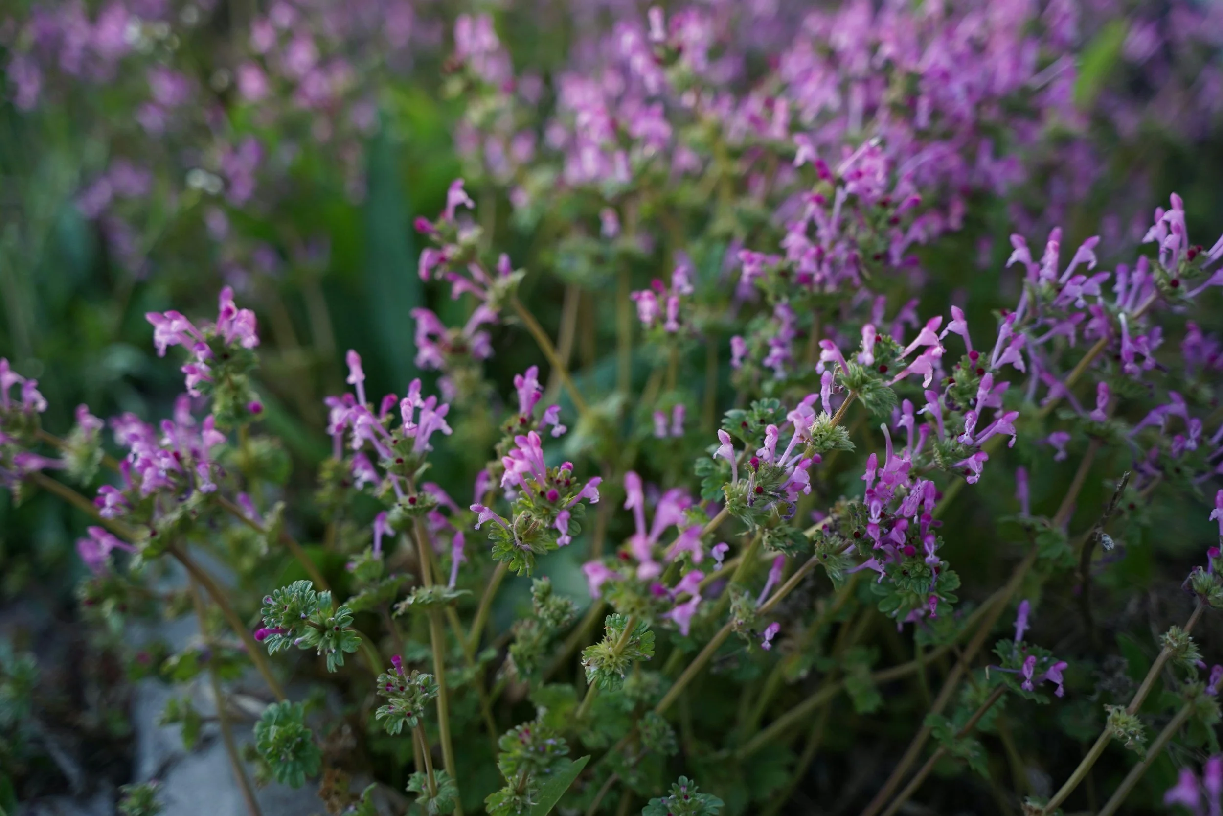 Thymus Kotschyanus for Ulcerative Colitis