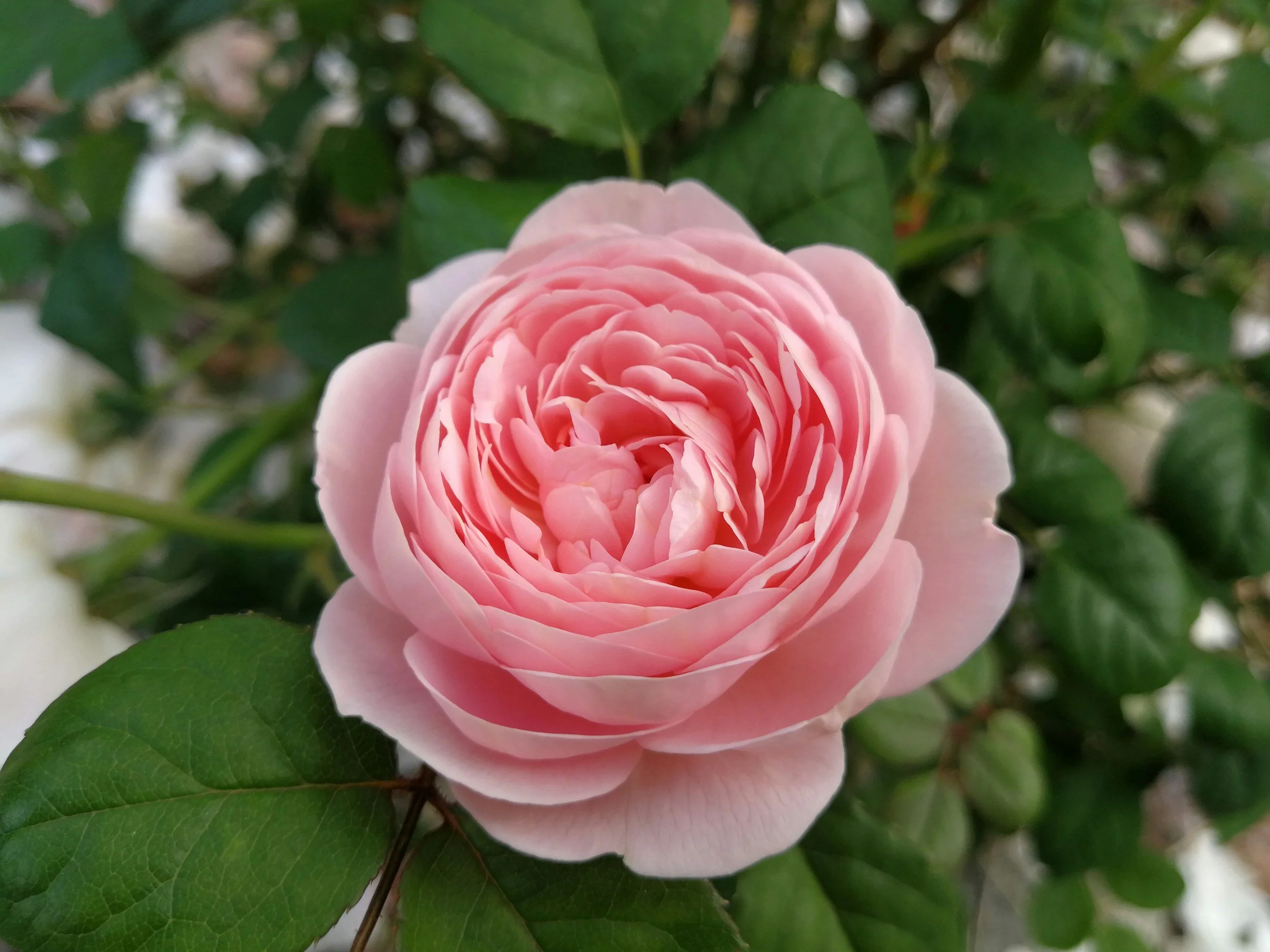 Damask Rose for Postmenopausal Depression, Anxiety and Stress