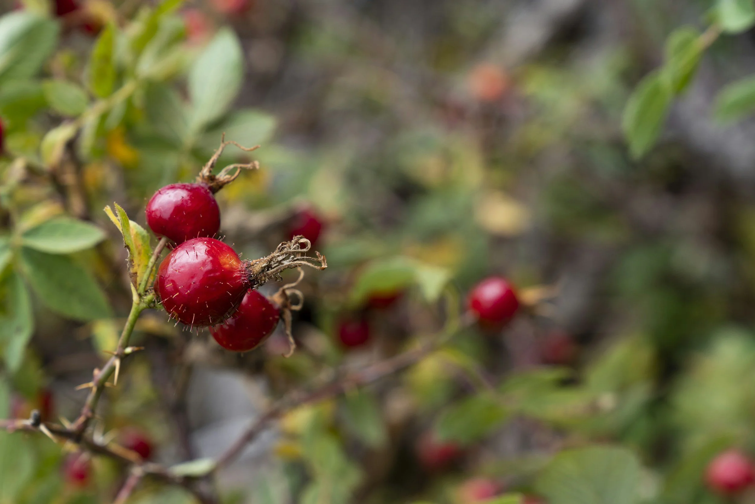 Rose Hip for Osteoarthritis