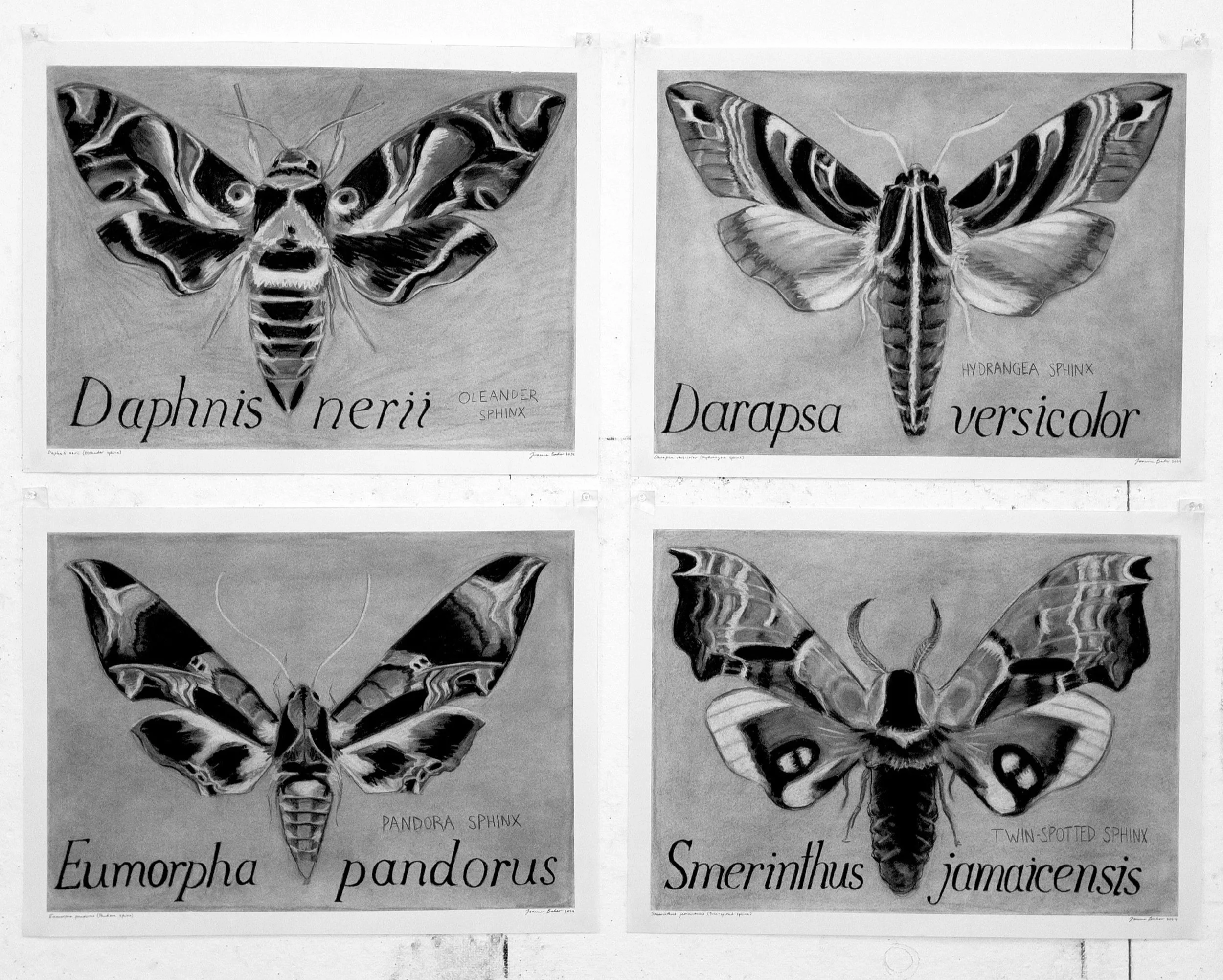 Sphingidae (2024, charcoal)