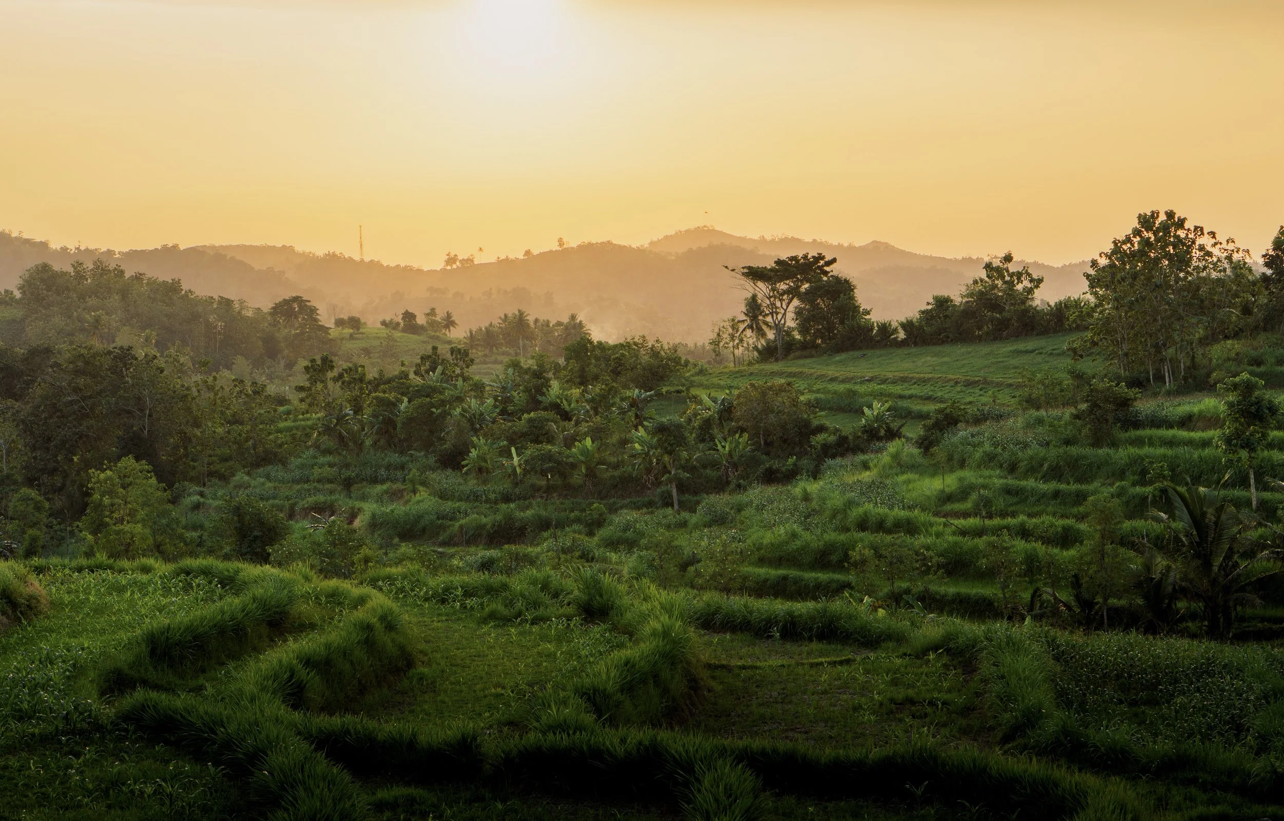 Paysage de terrasses agricoles verdoyantes avec des collines et des arbres au coucher du soleil