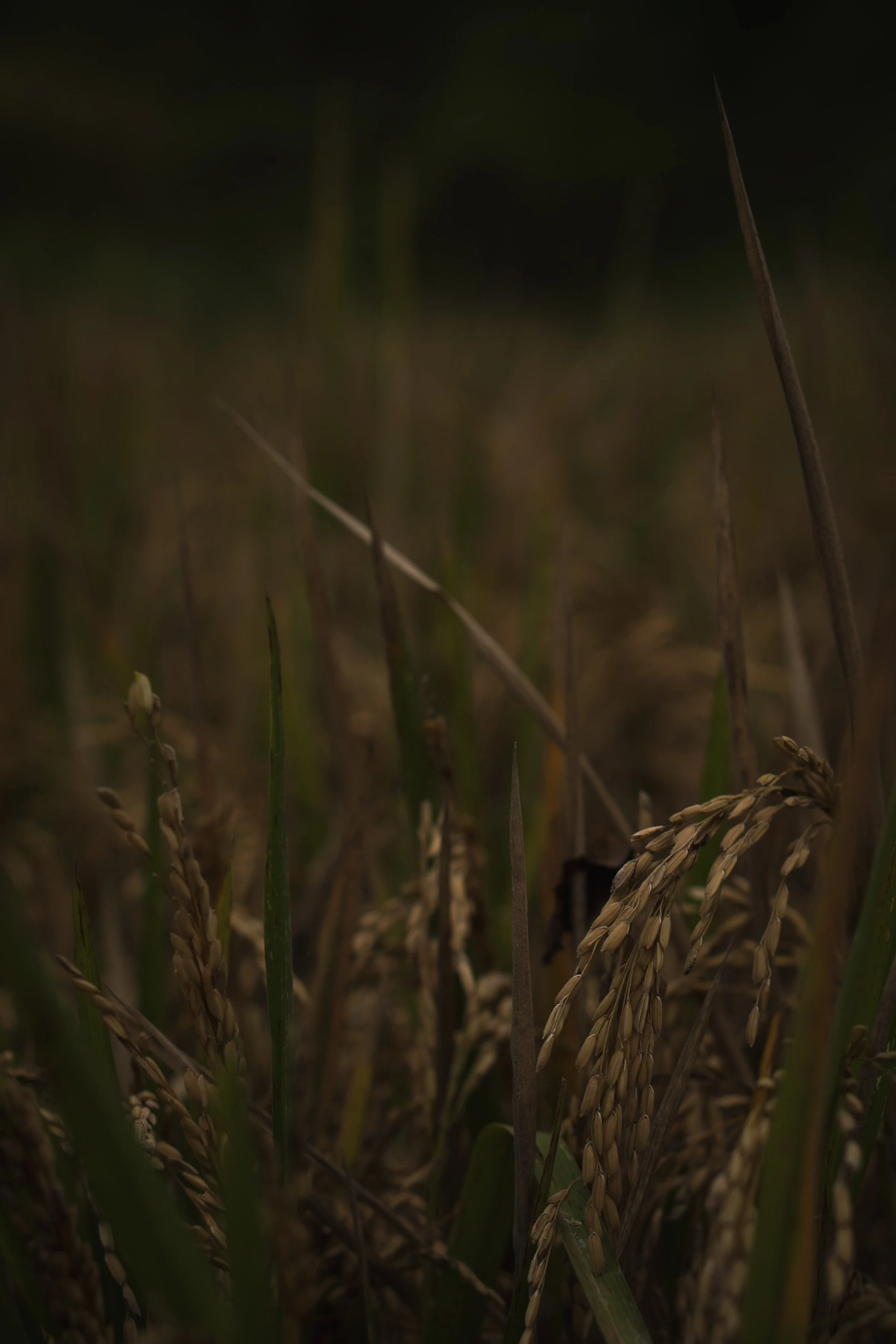 Riz mûr dans un champ