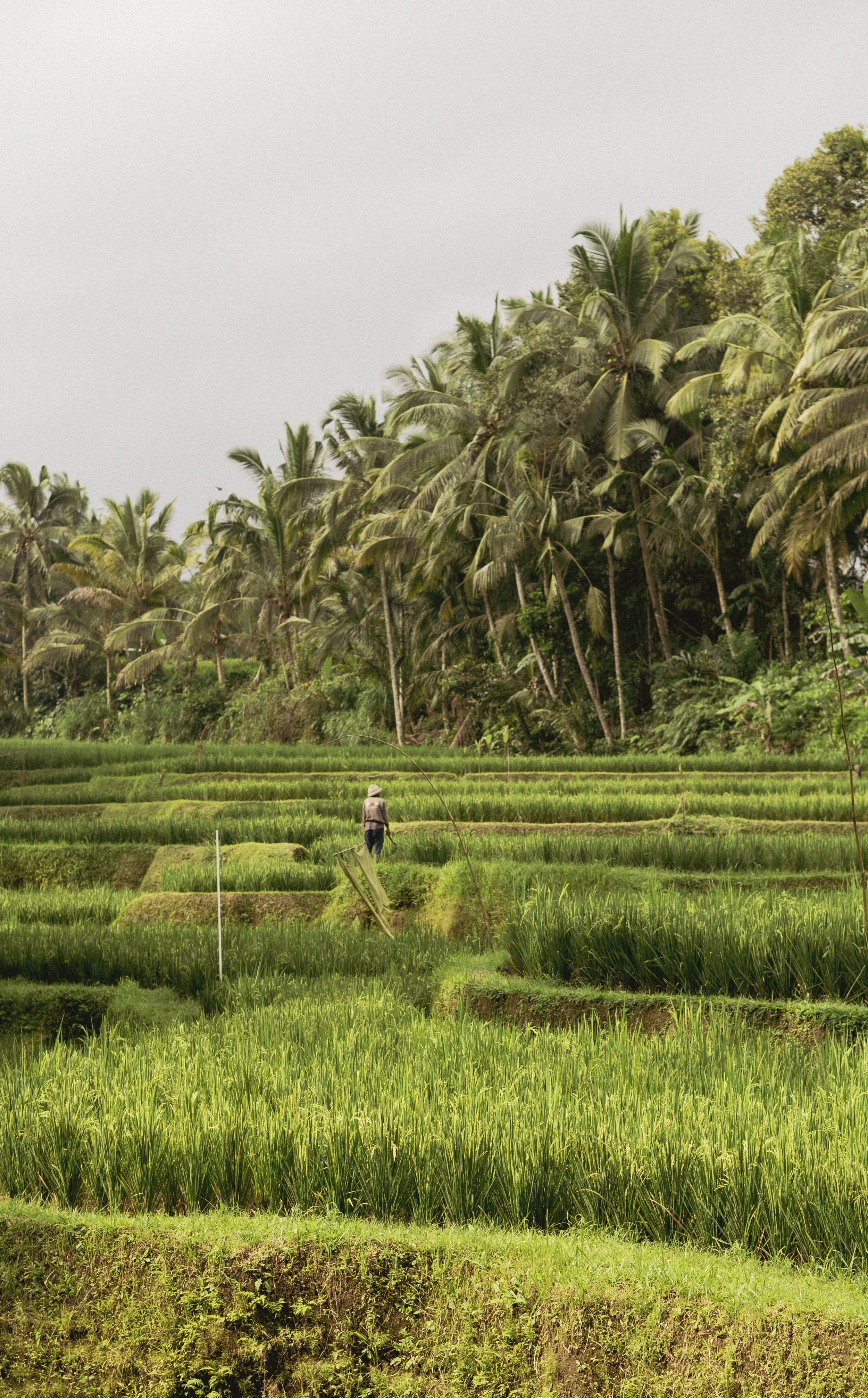 Champ de riziculture verdoyant avec un cultivateur portant un chapeau, entouré de palmiers dans une zone riche en végétation tropicale.