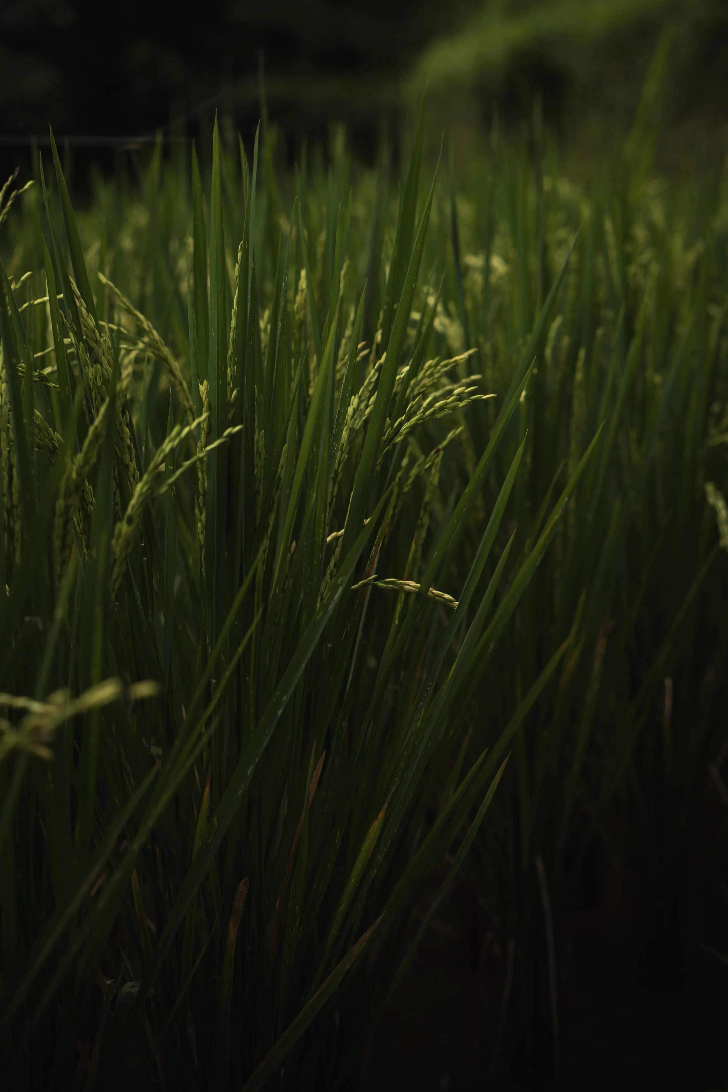 Champ de riz verts sous la lumière du crépuscule