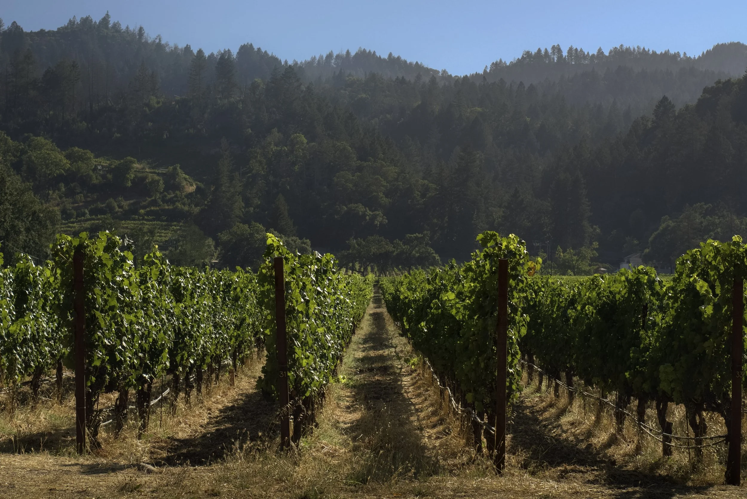 Vignoble dans un paysage vallonné avec des collines boisées en arrière-plan et un ciel bleu clair.