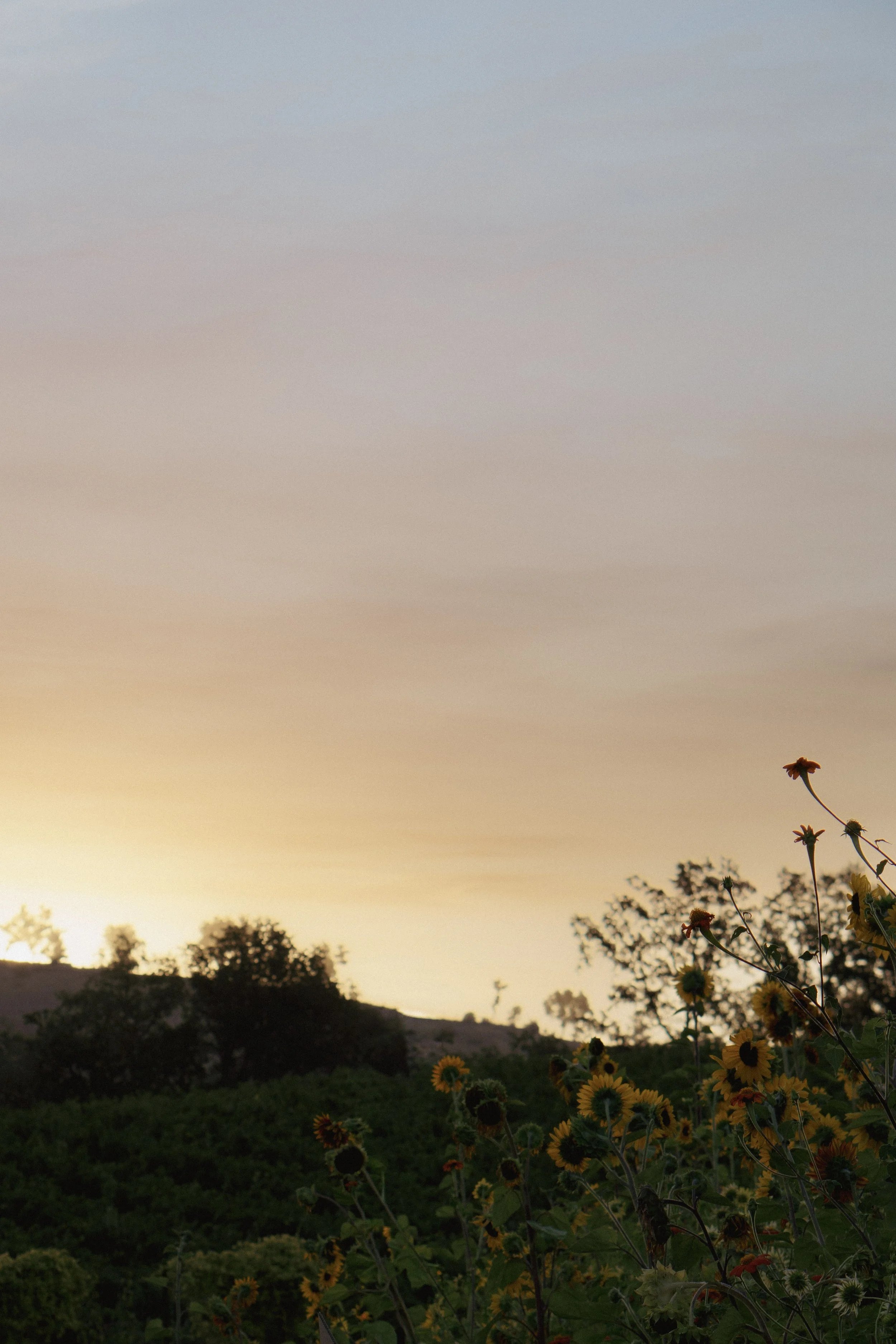 Champ de tournesols avec un coucher de soleil en arrière-plan, arbres et collines.