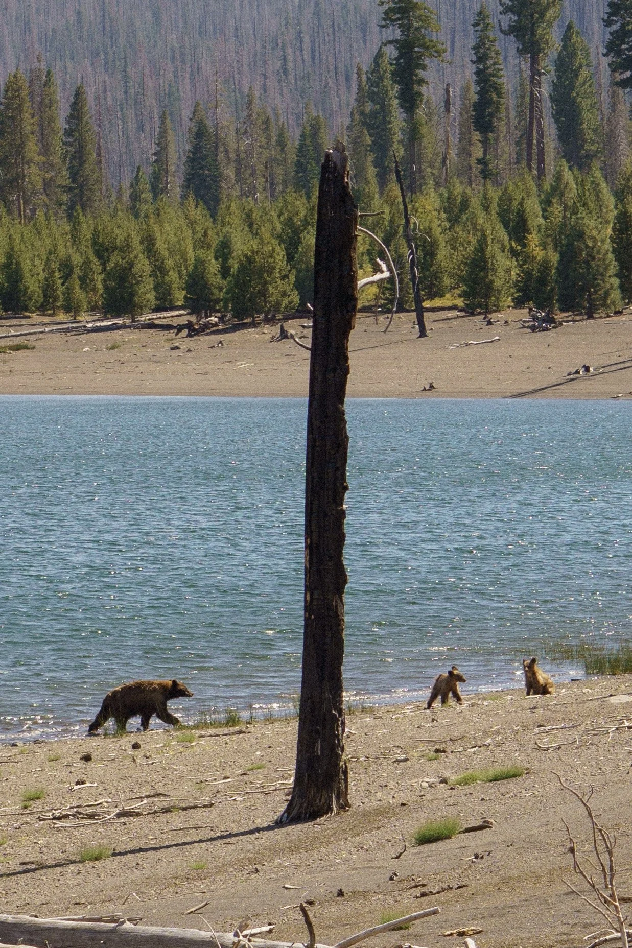 Lac avec des ours bruns sur la rive, forêt de conifères au fond, arbre mort au centre.