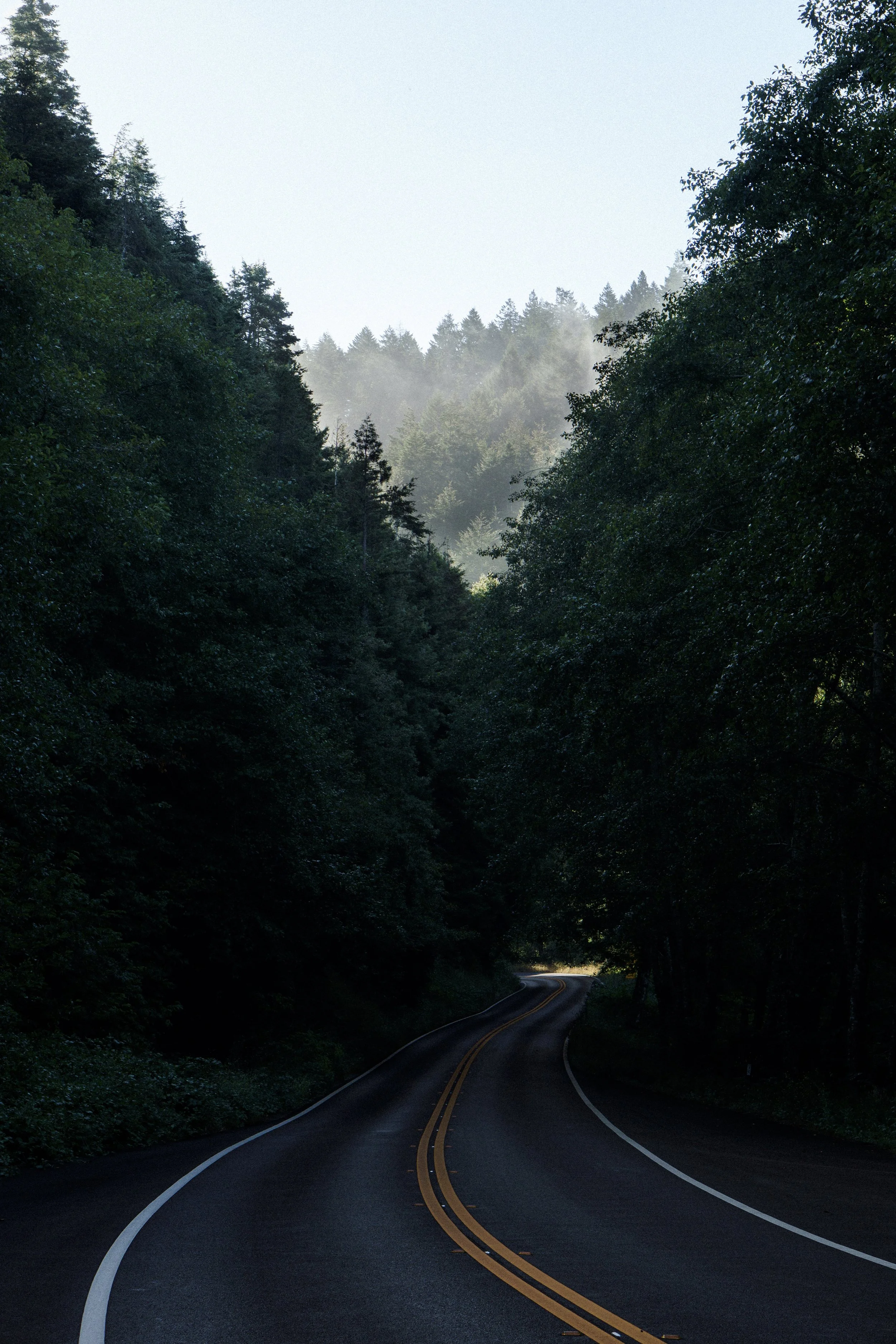 Une route sinueuse entourée de forêt dense avec des arbres verts, sous un ciel clair.
