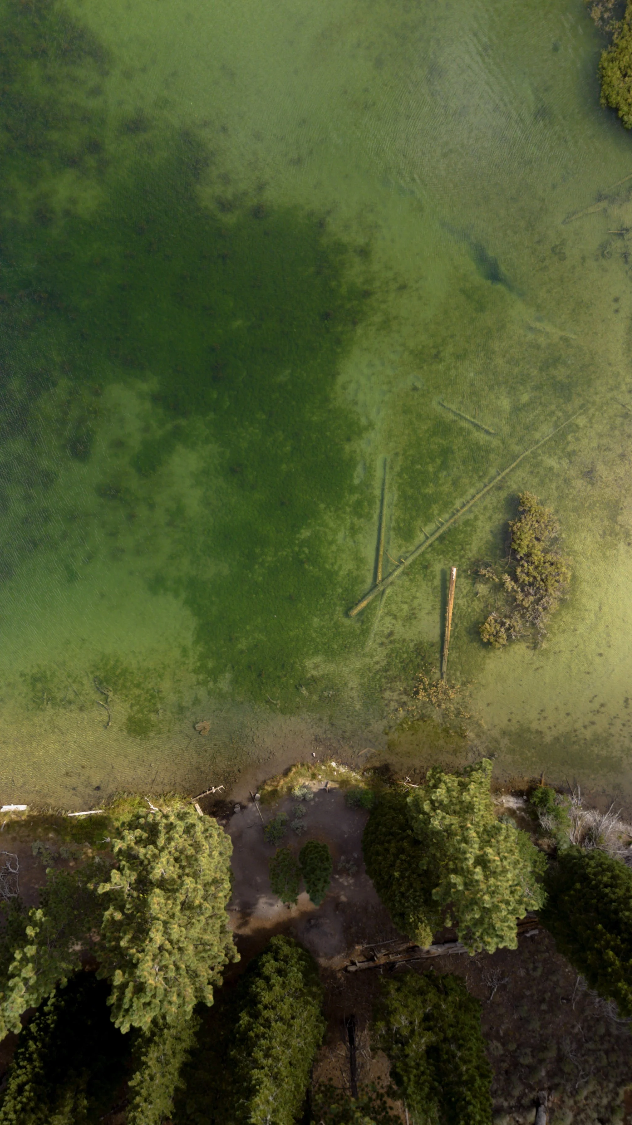 Photo aérienne d'une zone boisée avec des arbres, de l'eau et des terrains verts.