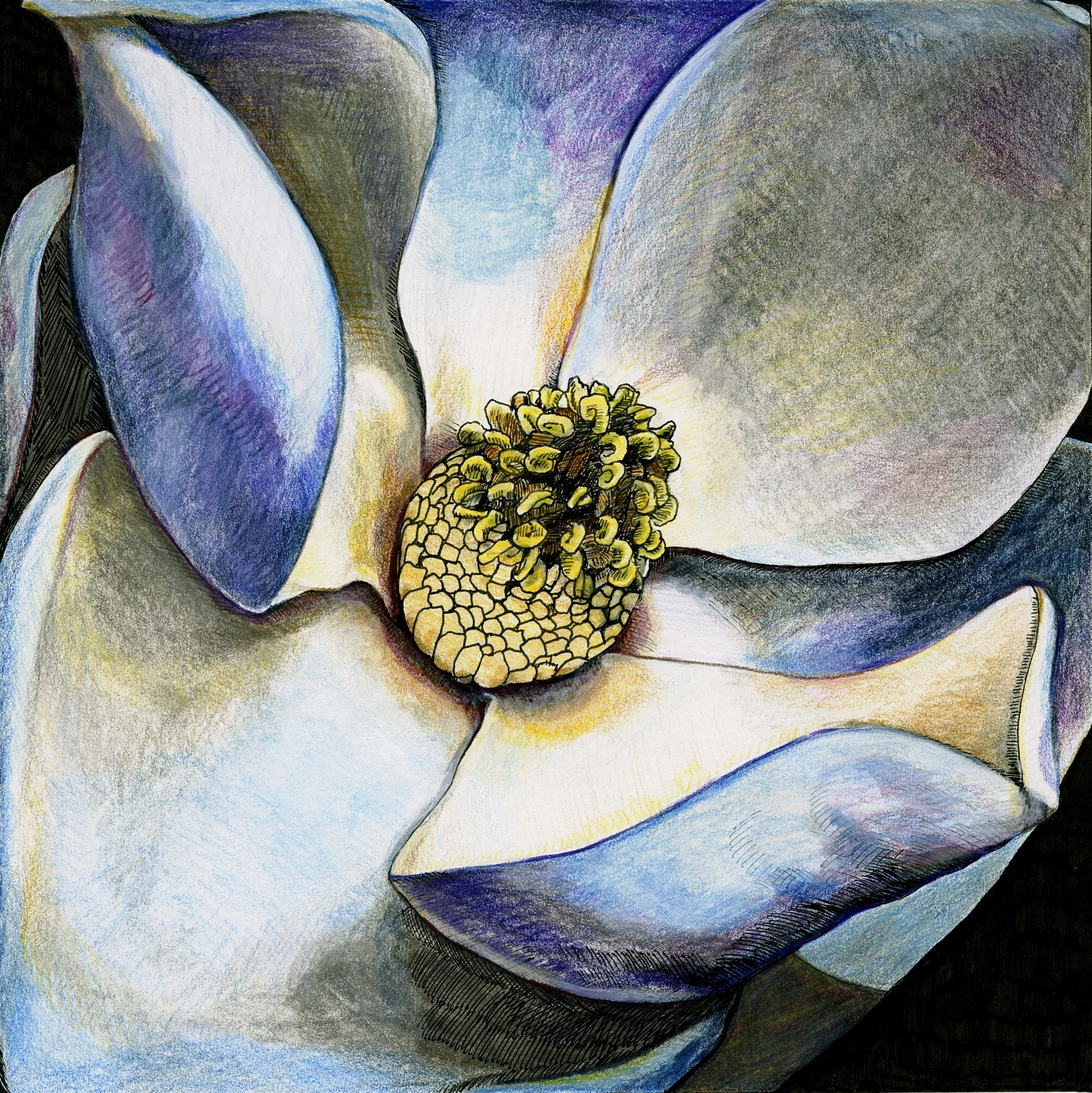 drawing of a magnolia flower blooming