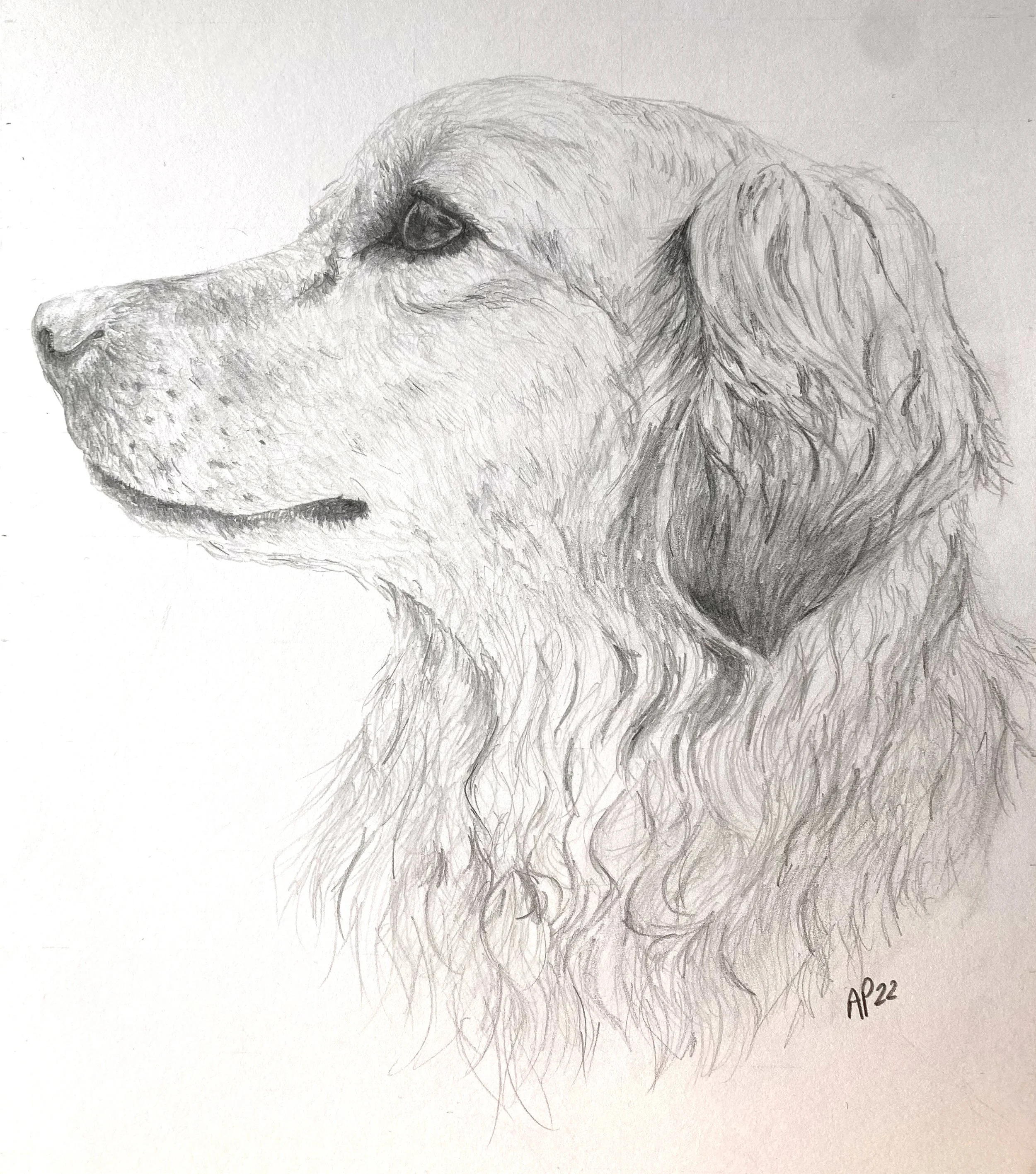Pencil sketch of a dog's profile facing left, showing detailed fur and features.