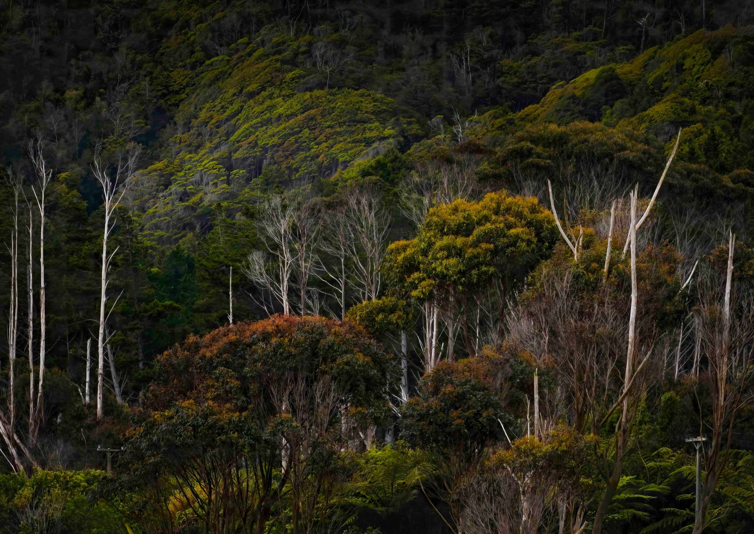 Captains Quarter set 7 Jan 2025-8web.jpg